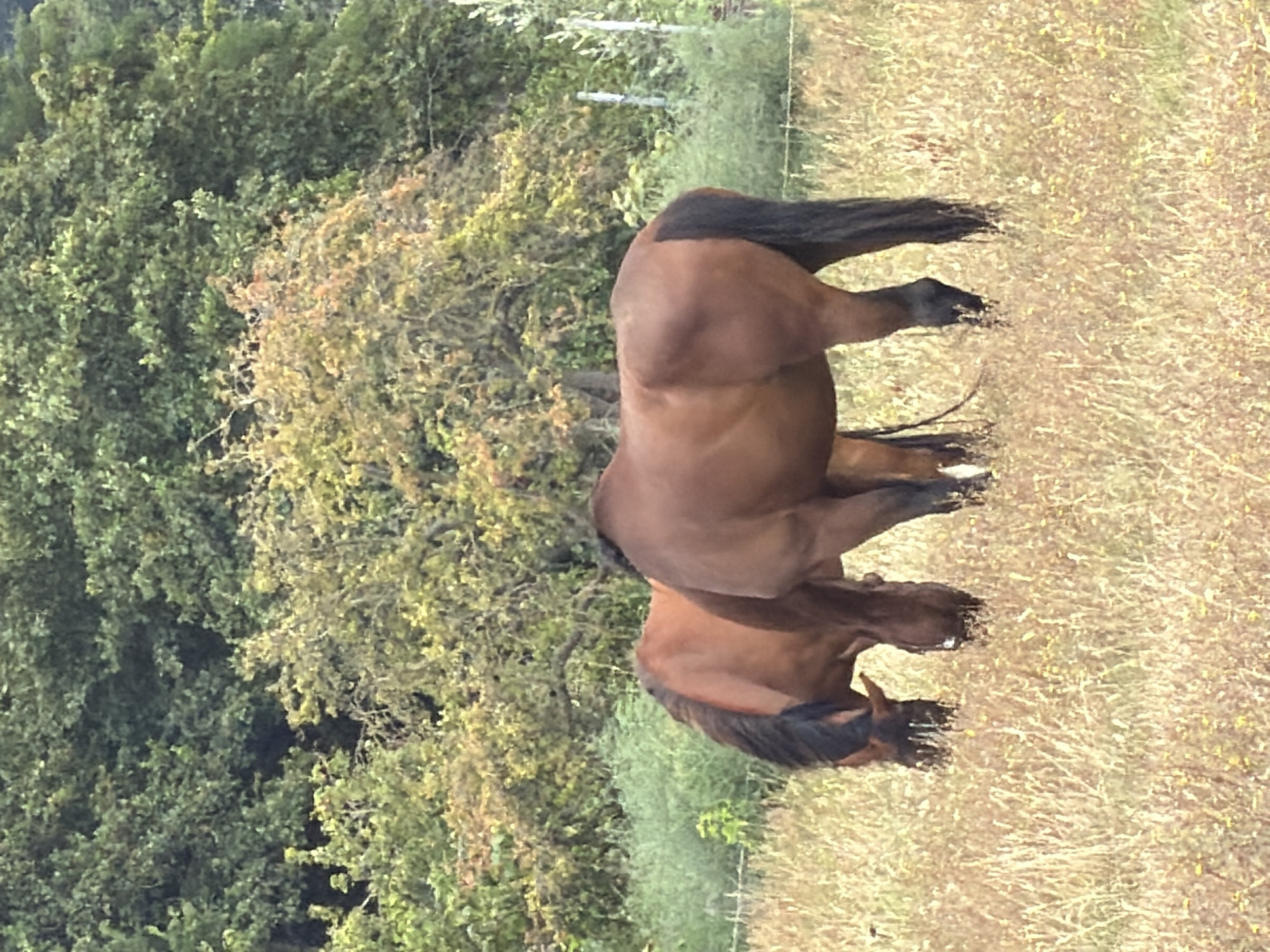 Two brown horses are grazing in a dry, grassy field. The horse on the left has a black mane and tail, and its head is lowered to the ground. The horse on the right is facing away from the camera, with its head also lowered. Behind the horses, there is a dense forest with trees of varying shades of green and yellow. The ground is covered with dry, golden grass, interspersed with small yellow wildflowers. The overall scene suggests a rural or pastoral setting. The image was taken in Melick, Netherlands.