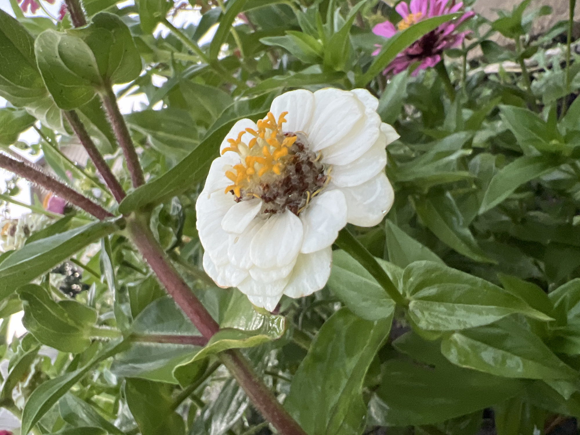 This image is a close-up shot of a white zinnia flower with yellow stamens, centered in the frame. The flower is surrounded by lush green foliage, with hints of pink zinnia flowers in the background. The stems of the plants are a reddish-brown color and appear somewhat fuzzy. The lighting suggests it may be a cloudy day or the flowers are shaded, as there are no harsh shadows. The image does not contain any people or clear indications of a specific urban environment, and therefore, cannot be definitively located in Lopatino, Russia.