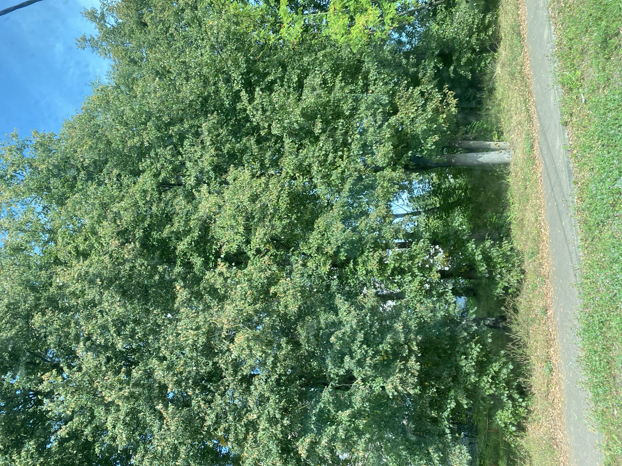 A low-angle, full shot captures a dense canopy of mature green trees against a bright blue sky with some wispy clouds. The trees dominate the frame, with their leaves creating a rich texture. In the foreground, a paved pathway runs horizontally across the bottom of the image, bordered by grassy verges and fallen leaves. Several tree trunks are visible behind the pathway, some appearing dark and rough-barked, others lighter and smoother. The environment suggests a natural or park-like setting within a city.