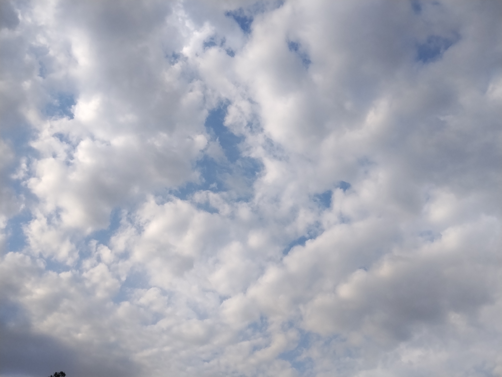 The image shows a sky filled with cumulus clouds. The clouds are predominantly white and puffy, with some areas appearing gray, suggesting variations in thickness and light penetration. Patches of blue sky are visible between the clouds. The lighting indicates it is daytime, likely with the sun partially obscured by the clouds. There is a small portion of a dark green tree visible at the very bottom left of the frame, extending slightly into the image from below. There are no people or discernible man-made structures visible. The scene appears to be an outdoor natural environment.