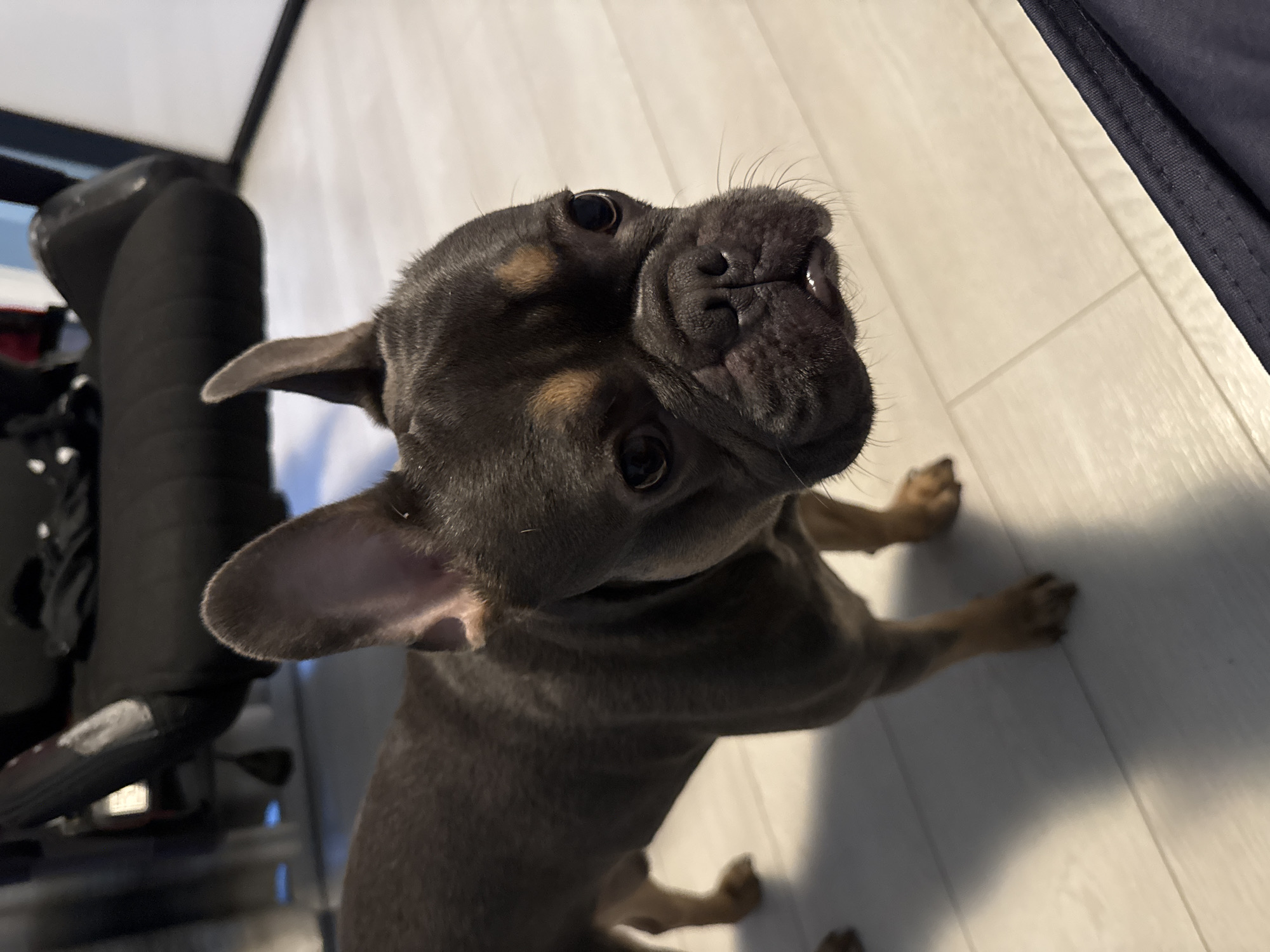 An eye-level indoor shot captures a French Bulldog puppy, likely in Burgas, Bulgaria, standing on a light-colored wooden floor and looking directly up at the camera. The dog has a dark, possibly blue or gray, coat with distinct tan markings above its eyes and on its cheeks. Its face features a prominent dark, wrinkled nose, and its large, dark eyes convey an attentive and curious expression. Both of its ears are perked up, further indicating its focus.
The flooring consists of light-toned wooden planks arranged diagonally across the scene. To the left of the dog, a dark piece of furniture, possibly part of a chair with black fabric or upholstery and some visible metallic or plastic elements, is partially in view. A soft shadow is cast on the wooden floor to the right, suggesting indoor lighting conditions. There is no visible text in the image.