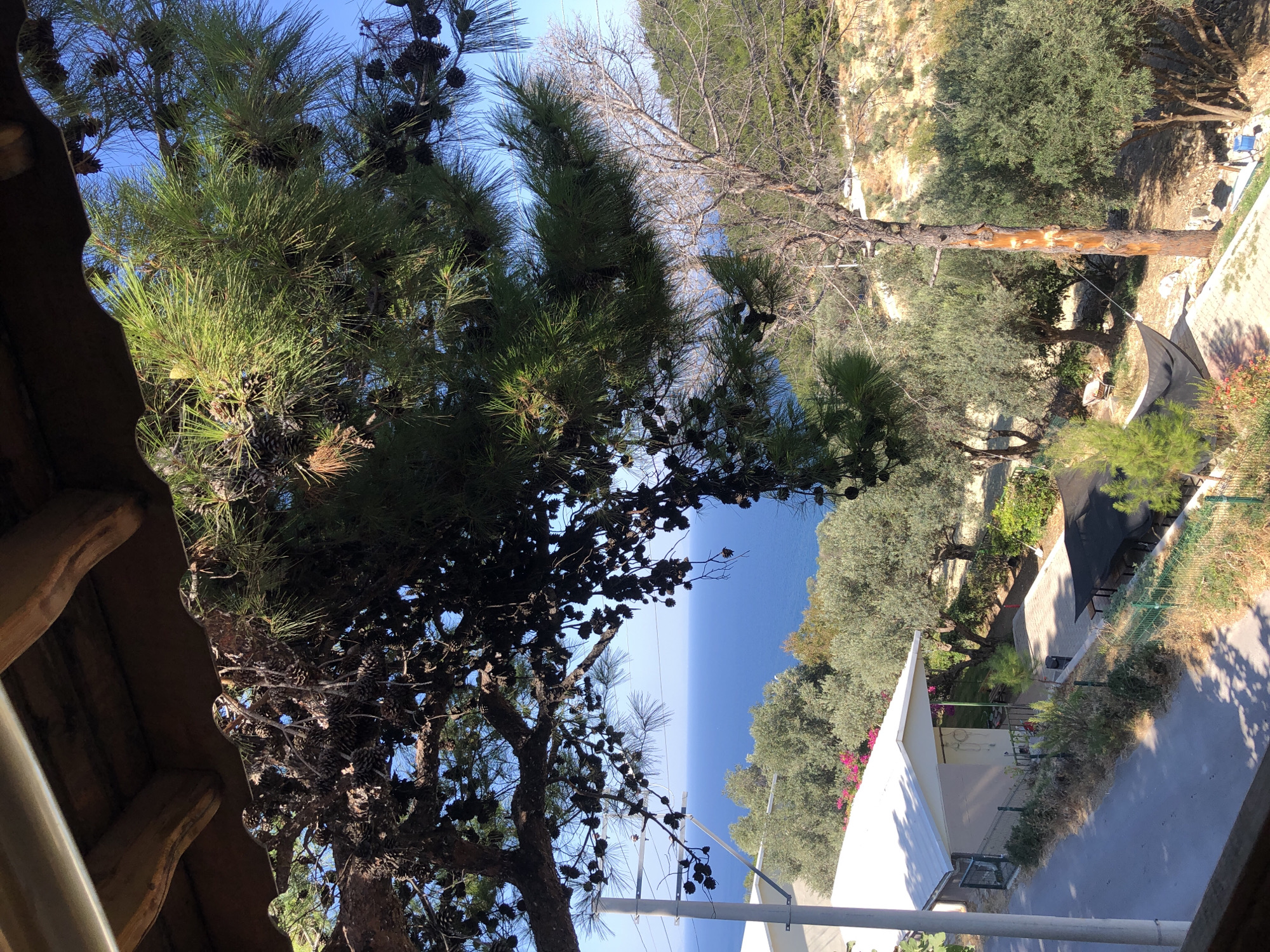 The image depicts a scenic view from a shaded vantage point, likely a balcony or covered patio, overlooking the Aegean Sea near Karaburun, Turkey. A large pine tree with numerous cones dominates the foreground, its branches casting shadows. Below the tree, a white-roofed building with a fence, a paved area, and a black shaded seating structure is visible. The landscape slopes downwards towards the sea, characterized by olive trees and other Mediterranean vegetation. The sky is a clear, bright blue. The perspective suggests a slightly elevated position, offering a panoramic vista of the coastline and water.