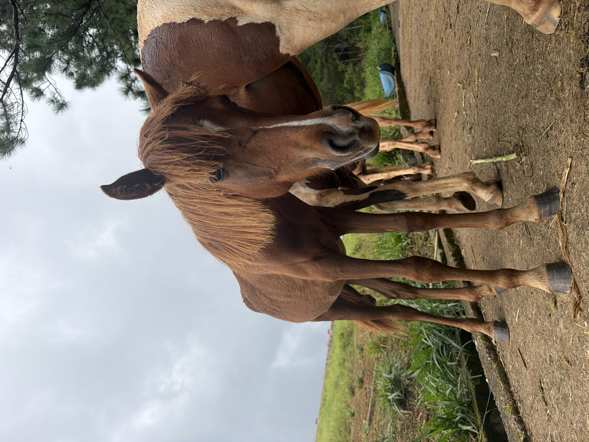 A low-angle, close-up shot captures two horses standing on a dirt path in what appears to be a rural or equestrian setting in Da Lat, Vietnam. The horse in the foreground is a young, brown horse with a light brown mane and a white blaze on its face. Its body is facing the viewer, and it is looking directly at the camera. Behind it, partially visible, is a larger horse with a brown and white coat. The ground is made of compacted dirt with some dry straw scattered on it. To the left, a concrete structure with overgrown green grass and vegetation runs along the edge of the path. In the background, a lush green hillside rises, dotted with distant structures. Tall pine trees frame the upper right portion of the image against a cloudy, overcast sky. A blue object, possibly a trough or container, is visible on the ground in the mid-ground to the right. The overall impression is one of a serene, natural environment, likely a stable or pasture.
