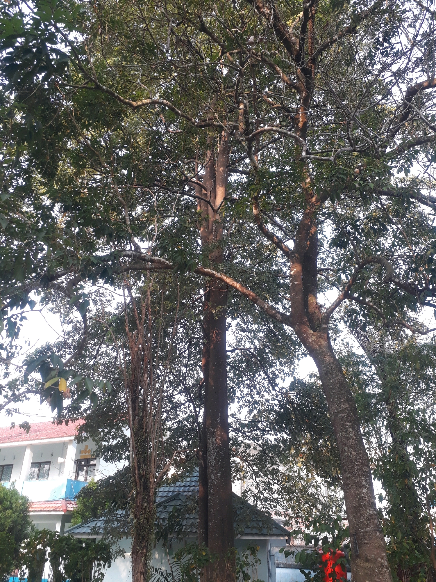 The image shows a close-up view of several trees with dense foliage, their branches reaching towards the sky. The sunlight filters through the leaves, creating dappled patterns. In the background, a white building with a red-tiled roof and blue accents is partially visible, suggesting an urban or semi-urban setting. A small section of a building with a dark green tiled roof is also present. The overall scene is dominated by the natural elements of the trees, with the man-made structures providing context. The location is identified as Pangkalpinang, Indonesia.