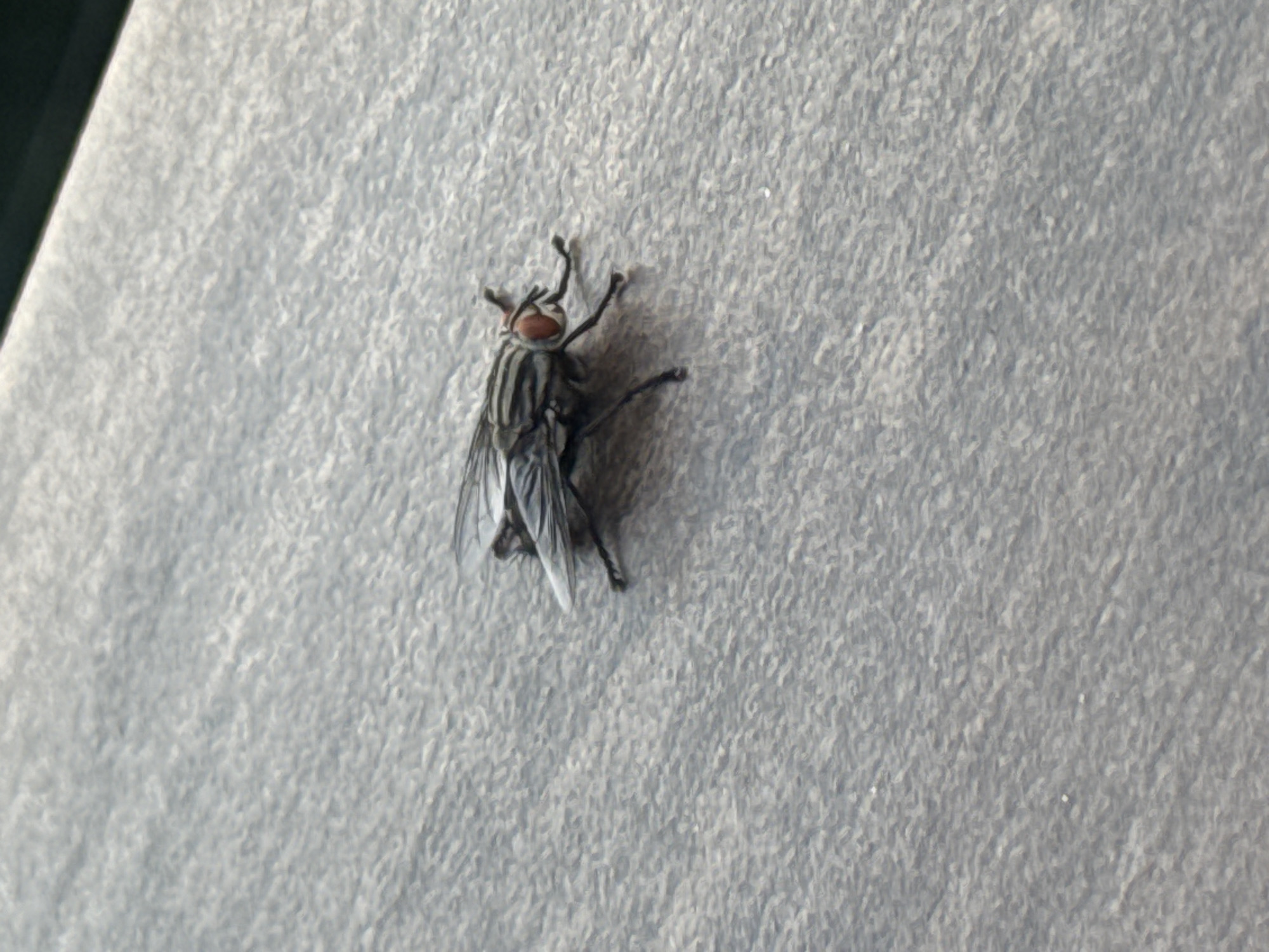 A close-up photograph depicts a single housefly (likely *Musca domestica* or a similar species) situated on a light grey, textured surface. The fly is positioned slightly off-center to the right, facing towards the upper-left of the frame. It exhibits characteristic black and grey striped patterns on its thorax, translucent wings folded neatly over its abdomen, and prominent reddish-orange compound eyes. Its six black legs are splayed, making contact with the surface, indicating a stationary posture. The background and foreground consist of the same uniform granular or subtly woven light grey texture, consistent with materials like fine-grained concrete, rough fabric, or unpolished stone. The surface is evenly lit, showing subtle variations in shadow beneath the insect. In the upper right corner, a dark, out-of-focus linear element or edge is partially visible, indicating a boundary or distant object beyond the primary plane of focus. No other subjects, human or animal, are present, and there are no direct interactions visible. The environment appears sterile and non-descript, with the provided context indicating this image was captured in the city of Sofia, Bulgaria.