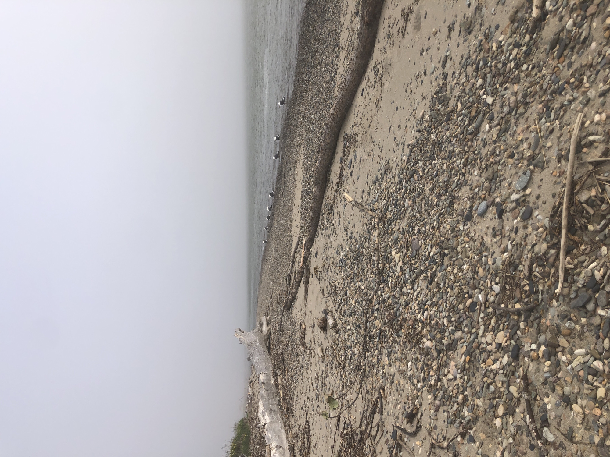 The image shows a foggy beach with a line of seagulls standing by the water. A large piece of driftwood is prominent in the foreground, with smaller pieces of wood and stones scattered on the sand. The water is calm, and the sky is overcast. The scene depicts a natural landscape, likely a coastal area.