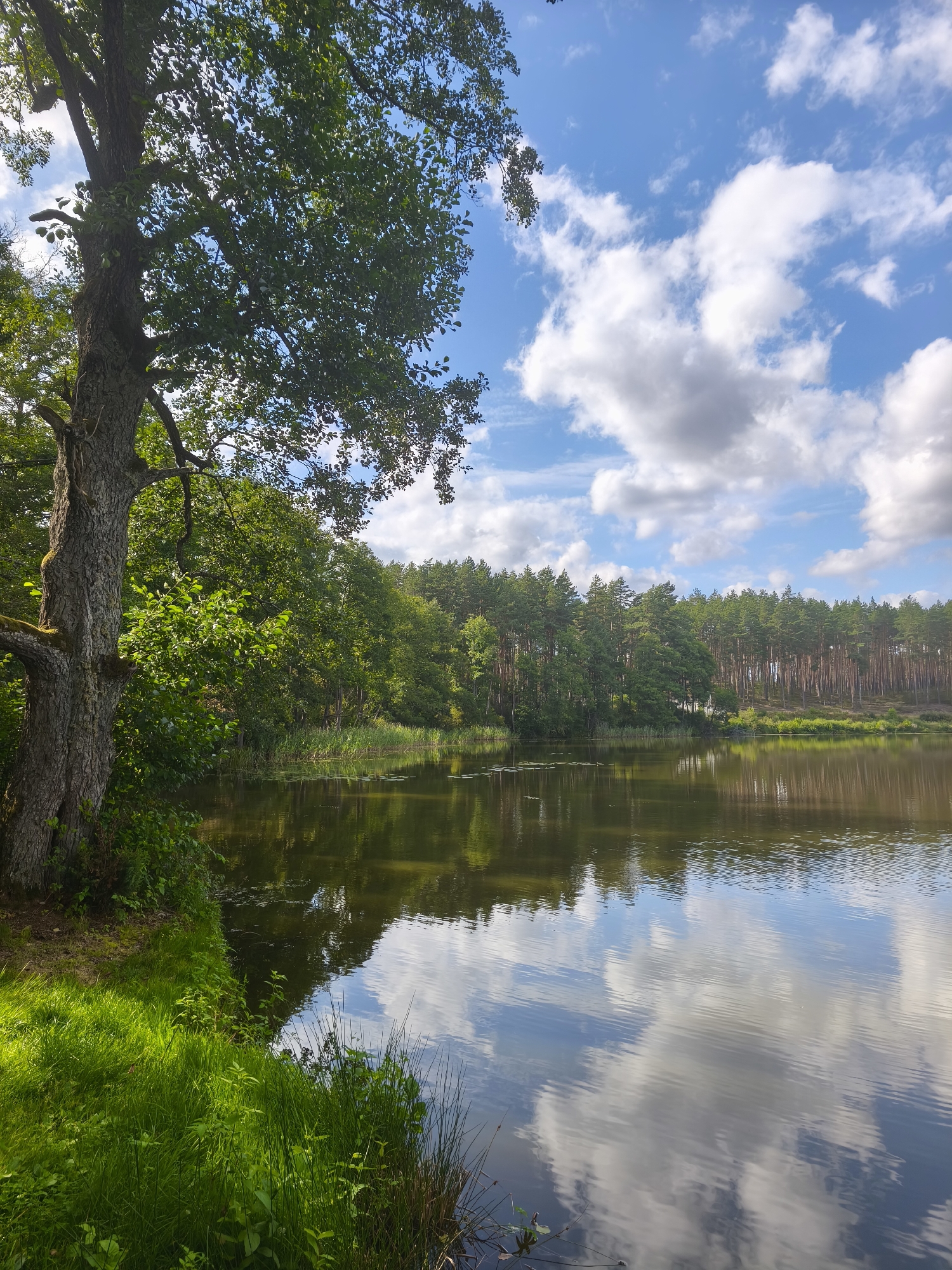 The image depicts a serene natural landscape, likely a lake or pond, located in the vicinity of Парэцкі сельскі Савет, Belarus. The foreground features lush green grass and the textured bark of a large tree on the left bank. The water body occupies the majority of the frame, with reflections of the sky and surrounding vegetation visible on its surface. A dense forest, primarily composed of pine trees, lines the far bank of the water. The sky above is a vibrant blue, dotted with fluffy white clouds, suggesting a pleasant, possibly sunny day. There are no people or animals visible in the image.