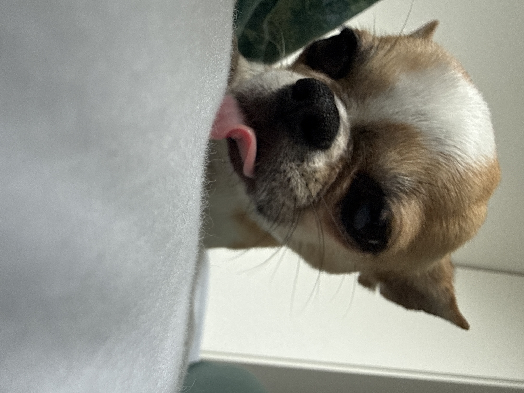 A close-up shot depicts a tan and white Chihuahua with its tongue sticking out, licking a soft, white surface. The dog's black eyes, nose, and whiskers are clearly visible. The background includes a hint of green fabric and a white wall. There is no information available from the image to place the location in Lauchhammer, Germany.