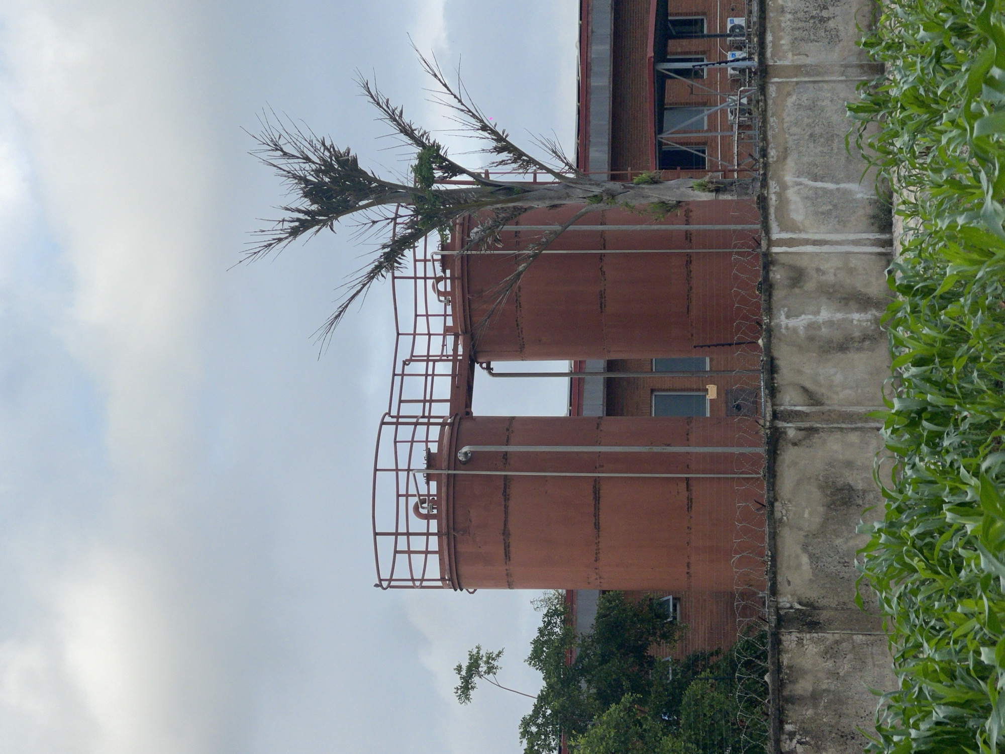 The image depicts an industrial scene in Karmajiji, Nigeria, under a cloudy sky. In the foreground, a lush field of green crops, likely maize, dominates the lower portion of the frame. Behind the crops, a concrete wall with barbed wire fencing runs horizontally across the scene, marking a boundary. Beyond the wall, two large, rusty red cylindrical storage tanks stand prominently, connected by a metal walkway. Adjacent to the tanks is a brick building with several windows. A solitary, bare tree with sparse branches stands in front of the tanks and building, partially obscuring them. The overall atmosphere is overcast, contributing to a muted color palette. No people are visible in the image.