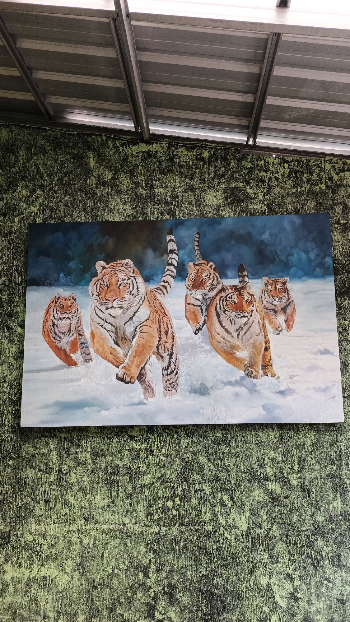 A large, rectangular painting of five tigers running through snow hangs on a textured, green wall, likely in Pabelan, Indonesia, under a corrugated metal roof. The tigers, depicted with orange and black stripes, are captured mid-stride, kicking up snow as they move from left to right. The background of the painting features dark, shadowy trees against a deep blue sky. The wall itself has a rough, uneven surface with vertical dark lines and lighter green patches, suggesting it is either aged or intentionally textured. The roof above is made of silver corrugated metal, supported by gray beams, and appears to be part of an open or semi-open structure.