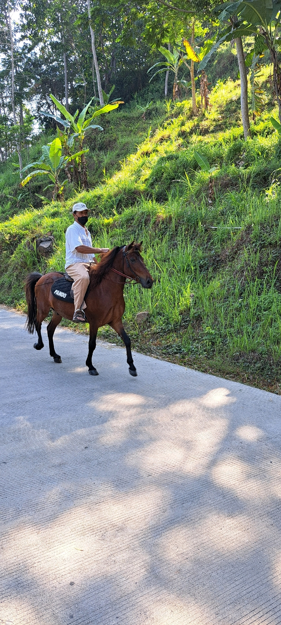 A man wearing a white shirt, beige pants, a white cap, and a black face mask is riding a brown horse on a paved road. The horse has a black saddle pad with the word "PANDO" written in white. The road is surrounded by lush green vegetation and trees, with a hilly landscape in the background. The scene appears to be in a rural or natural setting, likely in Tretes, Indonesia, given the presence of banana trees which are common in tropical regions. The lighting suggests it is daytime, with shadows cast on the road from the surrounding foliage. The man appears to be casually riding the horse, and there are no other individuals or vehicles visible in the immediate vicinity.
