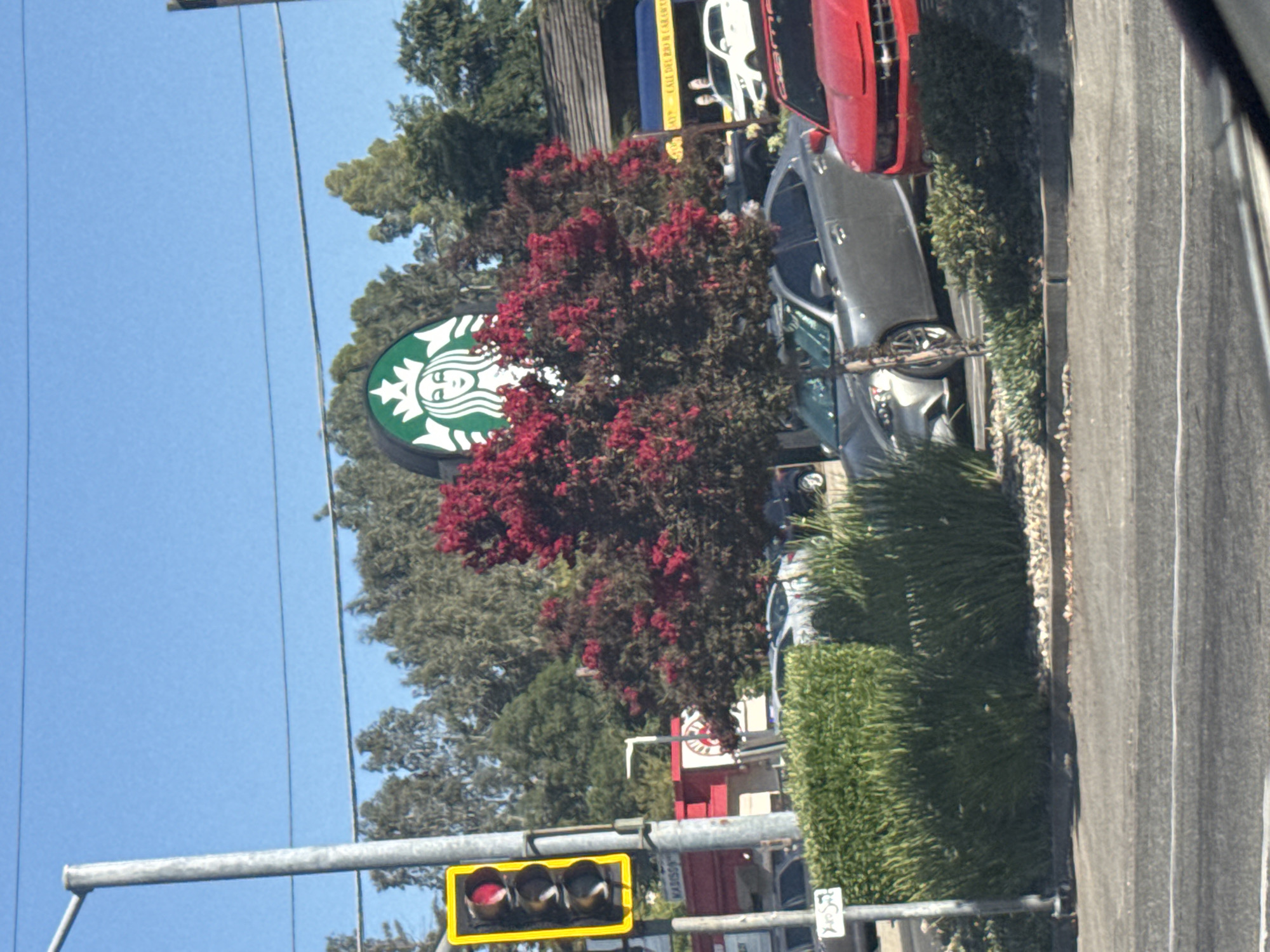 The image captures a street view in Sacramento, California, on a clear, sunny day. A prominent Starbucks logo, a circular green emblem featuring a siren, is visible behind a tree with vibrant red blossoms. In the foreground, a traffic light with a red signal is illuminated, positioned on a metal pole. Several cars are parked or driving on the street, including a red sports car and a silver sedan. A dense green hedge lines the side of the road. In the background, buildings and trees create a typical urban landscape. The overall scene depicts a commercial area, likely near a busy intersection, showcasing everyday city life.