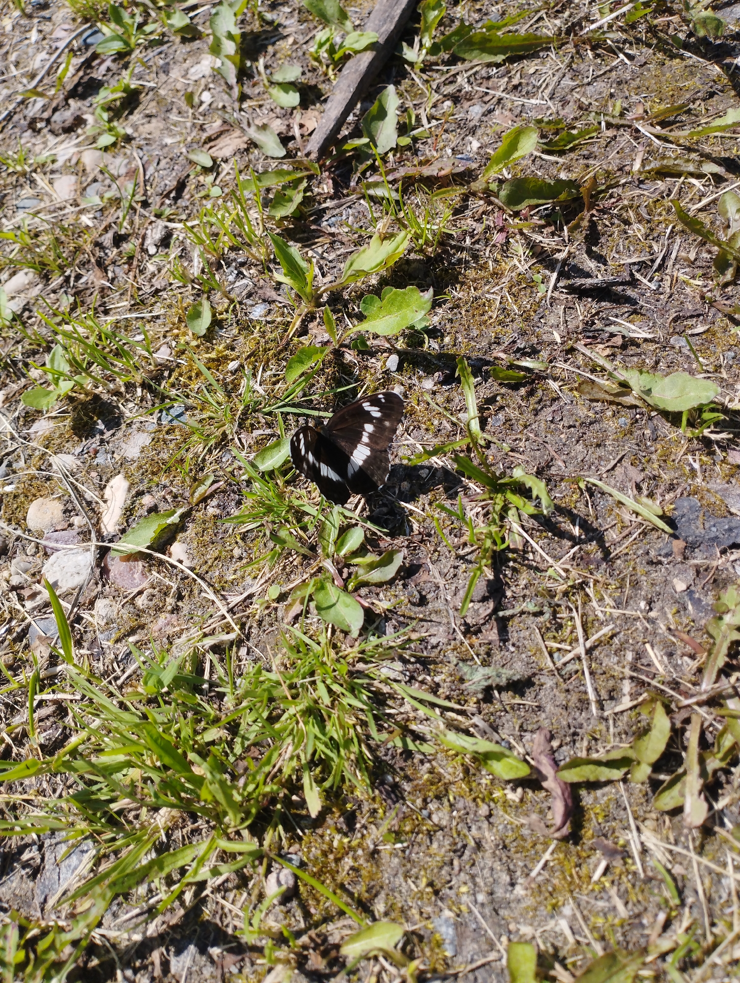 A butterfly with black and white wings is resting on the ground amidst dry grass, soil, and small green plants. The ground is uneven, with scattered small stones and twigs. A thin, weathered piece of wood lies diagonally across the upper portion of the image. The scene appears to be an outdoor environment, possibly a park or a natural area within the city of Shiryayevo (Il'insky), Russia. There are no people or any indication of recent human activity.