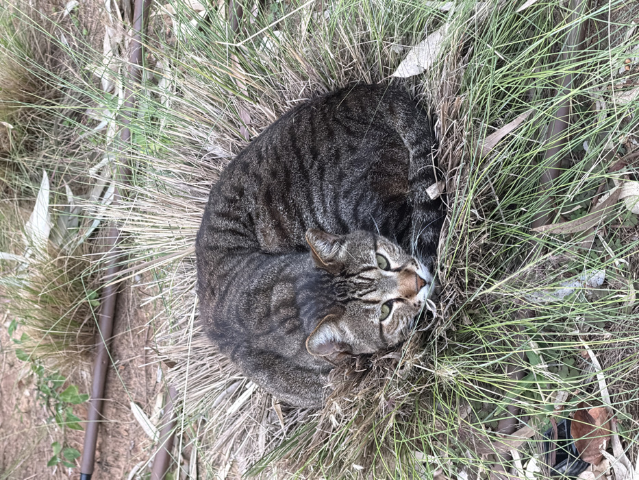 A single domestic tabby cat is observed in a resting posture within an outdoor urban green space. The cat, displaying a dark brown and grey striped coat pattern, is curled tightly into a compact, circular form, nestled within a dense cluster of vegetation composed of both desiccated light brown grass and living green blades. Its head is slightly raised and oriented towards the viewer, with its muzzle area exhibiting lighter tan fur. The cat's eyes are partially open, revealing a green iris. The immediate ground surrounding the vegetation consists of exposed, dry, light brown soil, interspersed with scattered, elongated dry leaves. A rigid, dark brown cylindrical object, consistent with a pipe or hose approximately 2.5 cm in diameter, is visible horizontally across the upper left portion of the image, resting on the soil. The scene is illuminated by natural, diffused light, indicating daytime. No human subjects or interactions are present. The environment is consistent with a naturalized area, such as a park or undeveloped patch of land within the city of Tel-Aviv, Israel.