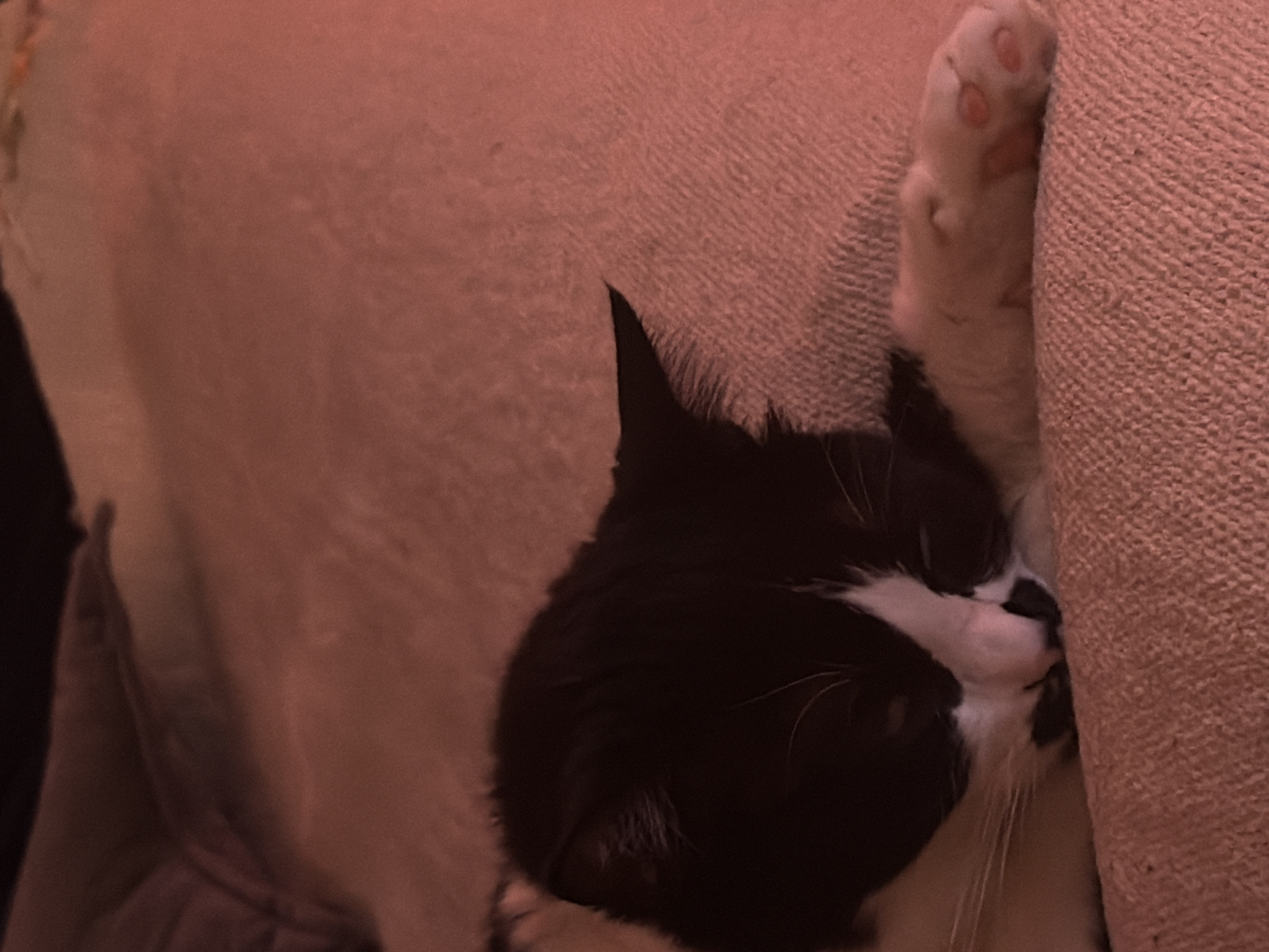 A black and white domestic short-haired cat is depicted sleeping on its left side, facing slightly away from the viewer. The cat's head is resting low on its front paws, which are partially obscured. White markings are visible on the cat's nose, muzzle, and chest, contrasting with its predominantly black fur. Prominent white whiskers extend from its snout. One white front paw, exhibiting visible pink paw pads, is extended towards the right side of the frame. The cat rests on a light-colored, textured fabric surface, possibly a blanket or upholstery, illuminated by a warm, reddish-orange ambient light source. The background above the cat is dark and indistinct. The image provides no discernible features to identify a specific location within the city of Belgrade, Serbia.