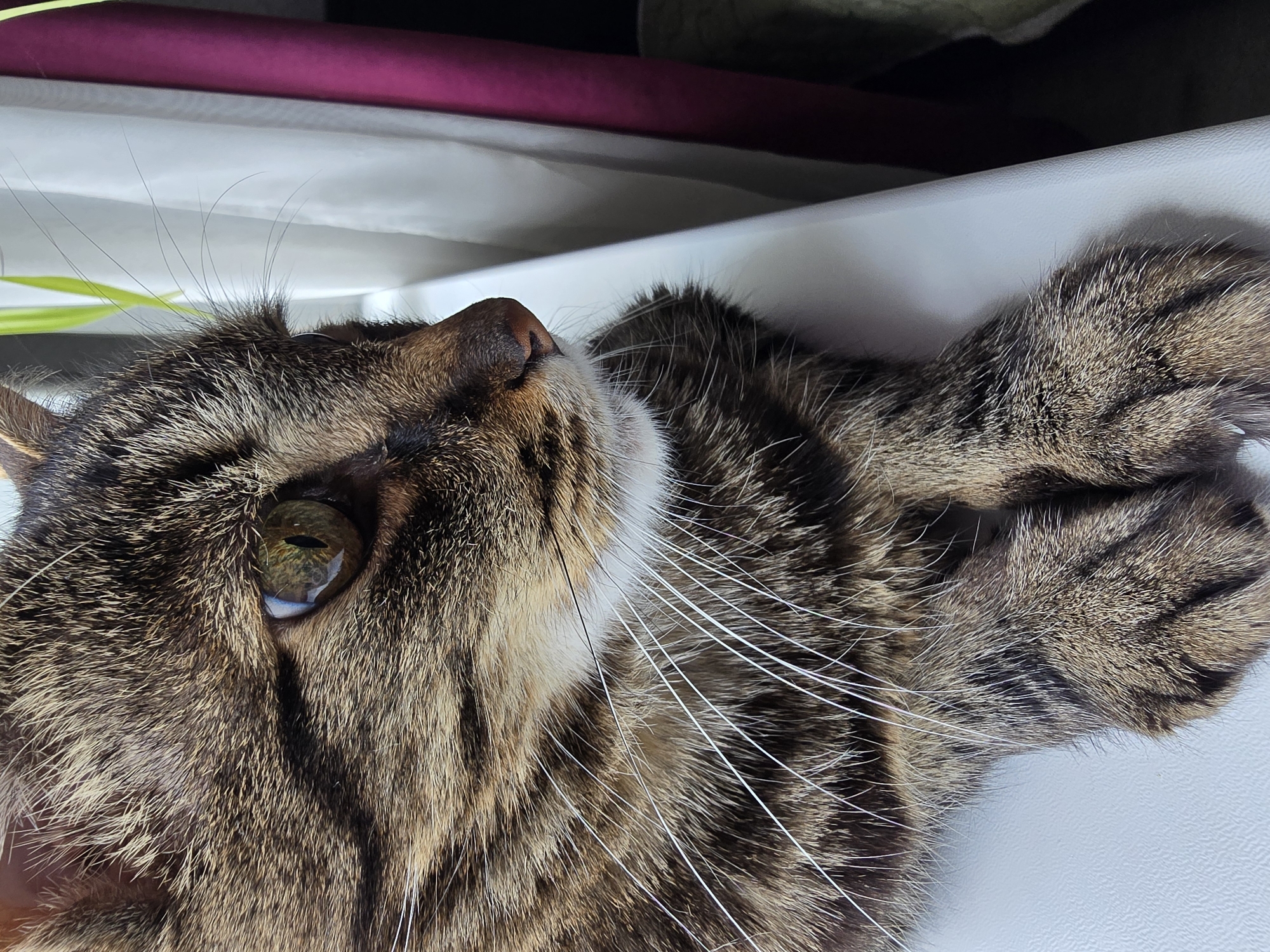 A tabby cat is resting on a white surface, its body partially obscured from view as it is positioned to the left of the frame. The cat's head is turned to the right, its gaze directed outwards, suggesting a moment of observation. Its fur displays a classic tabby pattern of brown, black, and tan stripes. Prominent white whiskers fan out from its muzzle, contrasting with its striped fur. The cat's paws are visible, resting on the white surface in front of it. The background is out of focus, featuring white and magenta curtains and possibly a plant. The lighting appears to be natural, coming from the right, illuminating the cat's face and whiskers. The scene is captured from a slightly elevated, close-up perspective.