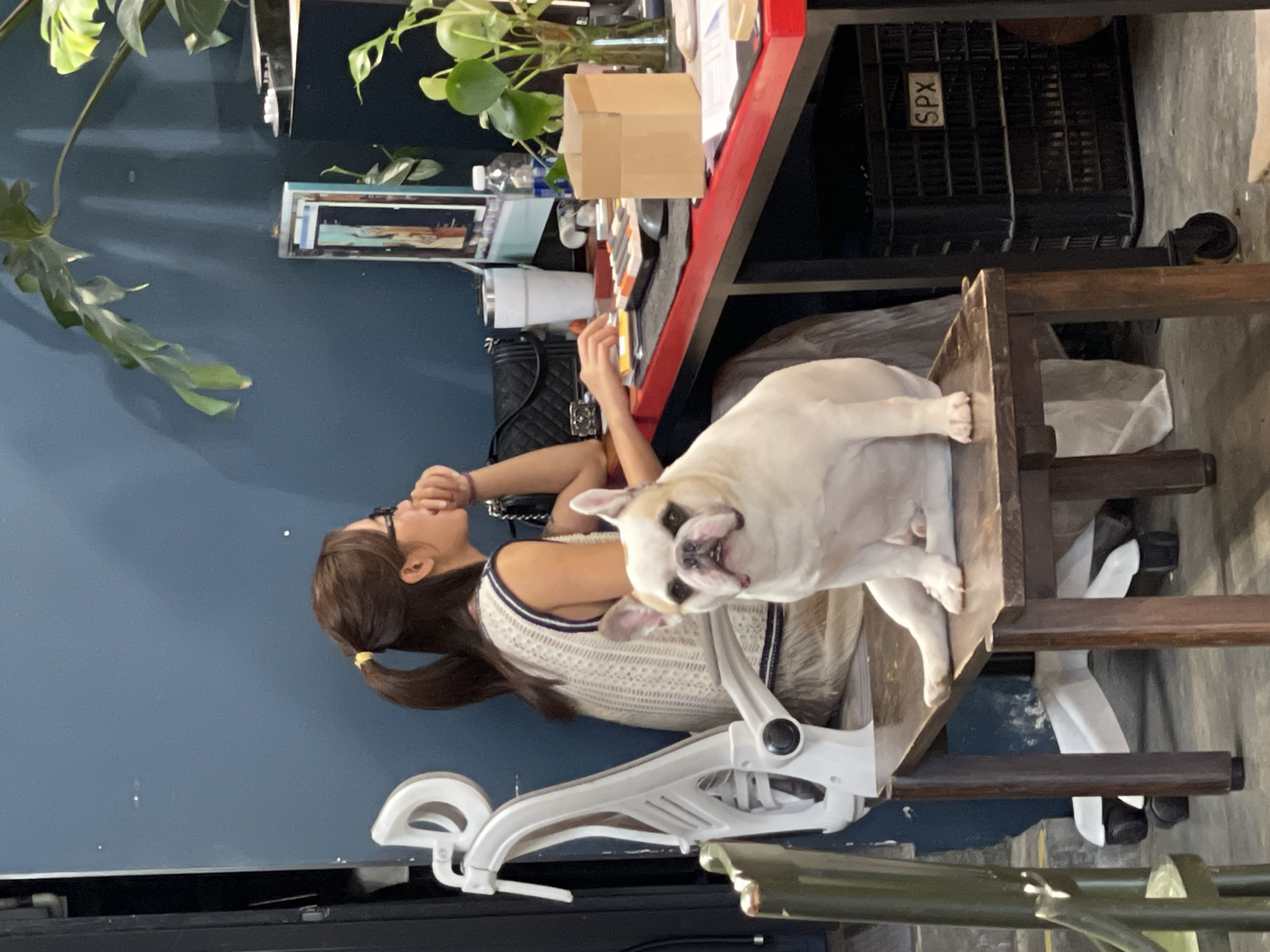 A woman with brown hair pulled back in a ponytail sits on a white office chair at a red desk. She wears glasses and a light-colored tank top with dark trim. Her left hand is near her face. A white French Bulldog is perched on the chair next to her. The desk has a keyboard, a water bottle, and various objects on it. Behind the desk is a black plastic crate labeled "SPX". A plant sits on top of the desk. The scene appears to be indoors against a dark blue wall with a picture frame hanging. The location is Cam Ly - Đà Lạt, Vietnam.