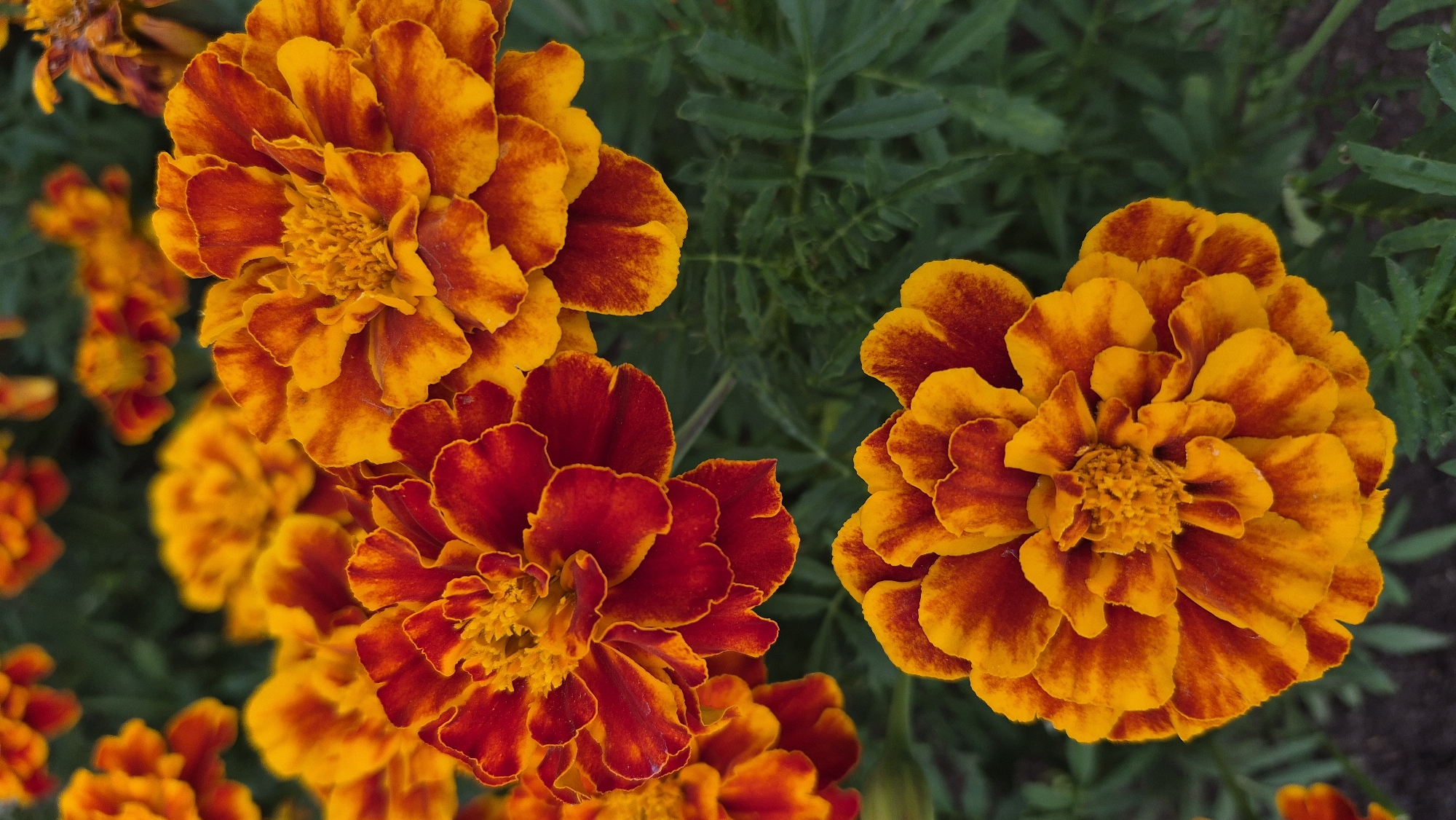 This is a close-up, vertical, eye-level shot of several marigolds in Krauja, Latvia. The marigolds are a vibrant mix of deep red and bright orange, with some petals showing a gradient of color. The flowers are densely packed, with multiple layers of ruffled petals. The background is a soft blur of green foliage, suggesting a garden setting. The lighting is natural and diffused, highlighting the textures and colors of the flowers. There are no people or animals visible in the image.