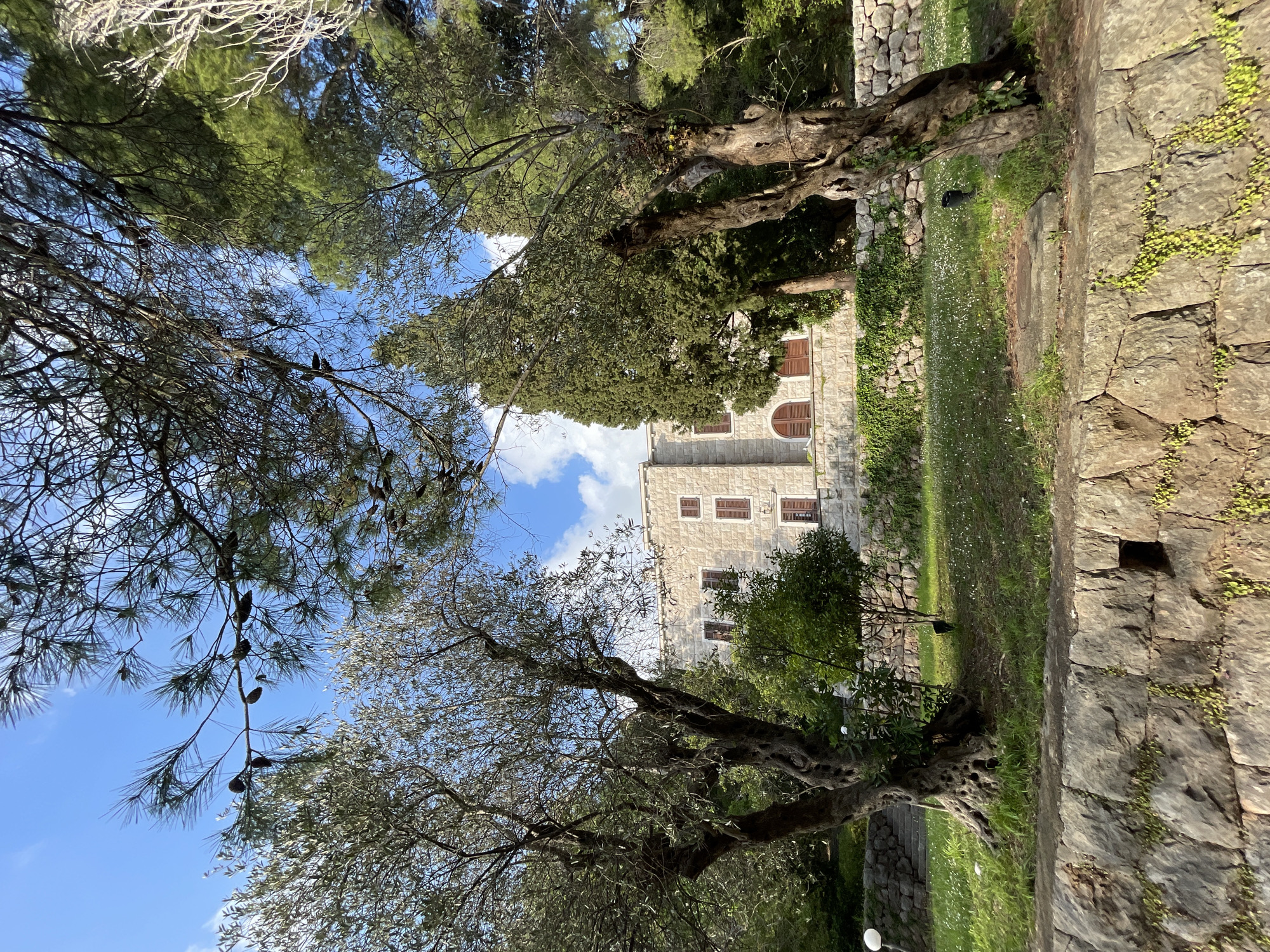 This image, presented in a portrait orientation, captures a tranquil outdoor scene featuring a traditional stone building nestled among mature trees under a bright blue sky.
The central subject is a sturdy, light-colored stone building with multiple windows, all fitted with closed brown wooden shutters, some of which are arched. The architecture suggests a classic, possibly historic, style common in Mediterranean regions.
The foreground and mid-ground are rich with greenery. Several large, gnarled trees, likely olive trees with their distinct silvery-green foliage, frame the building. Branches of a pine tree, complete with pine cones, extend into the upper left quadrant. These trees provide a natural canopy and add to the serene atmosphere.
To the right, a weathered stone wall, possibly part of a terraced landscape or an ancient boundary, stretches through the frame. Small green plants and moss cling to its crevices. Adjacent to the building and in front of the wall, a grassy area is visible, interspersed with numerous small white wildflowers, giving it a meadow-like appearance.
The sky is a clear, vibrant blue dotted with fluffy white clouds, indicating a sunny and pleasant day. There are no individuals present, and no particular activity is depicted, enhancing the sense of peace and natural beauty. The scene evokes a feeling of historical charm and natural tranquility, characteristic of locations such as Sveti Stefan, Montenegro. No visible text is present in the image.