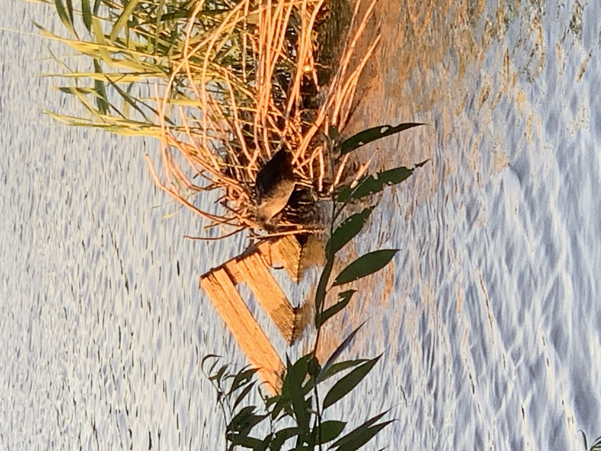 The image shows a close-up of a bird perched on a small, weathered wooden structure that appears to be a makeshift perch or support, possibly made from two pieces of wood forming an 'X' shape. The bird is small and dark, with its body angled towards the left. It is nestled amongst dry reeds and some green foliage. The background is a textured, watery surface, reflecting the warm tones of the reeds and the blue of the sky, creating a rippled, abstract pattern. The light suggests it might be late afternoon or early morning, with the sun casting a warm glow on the reeds and the water. The scene evokes a sense of natural tranquility, with the bird being the sole focal point in a serene, watery environment. There is no visible text in the image.