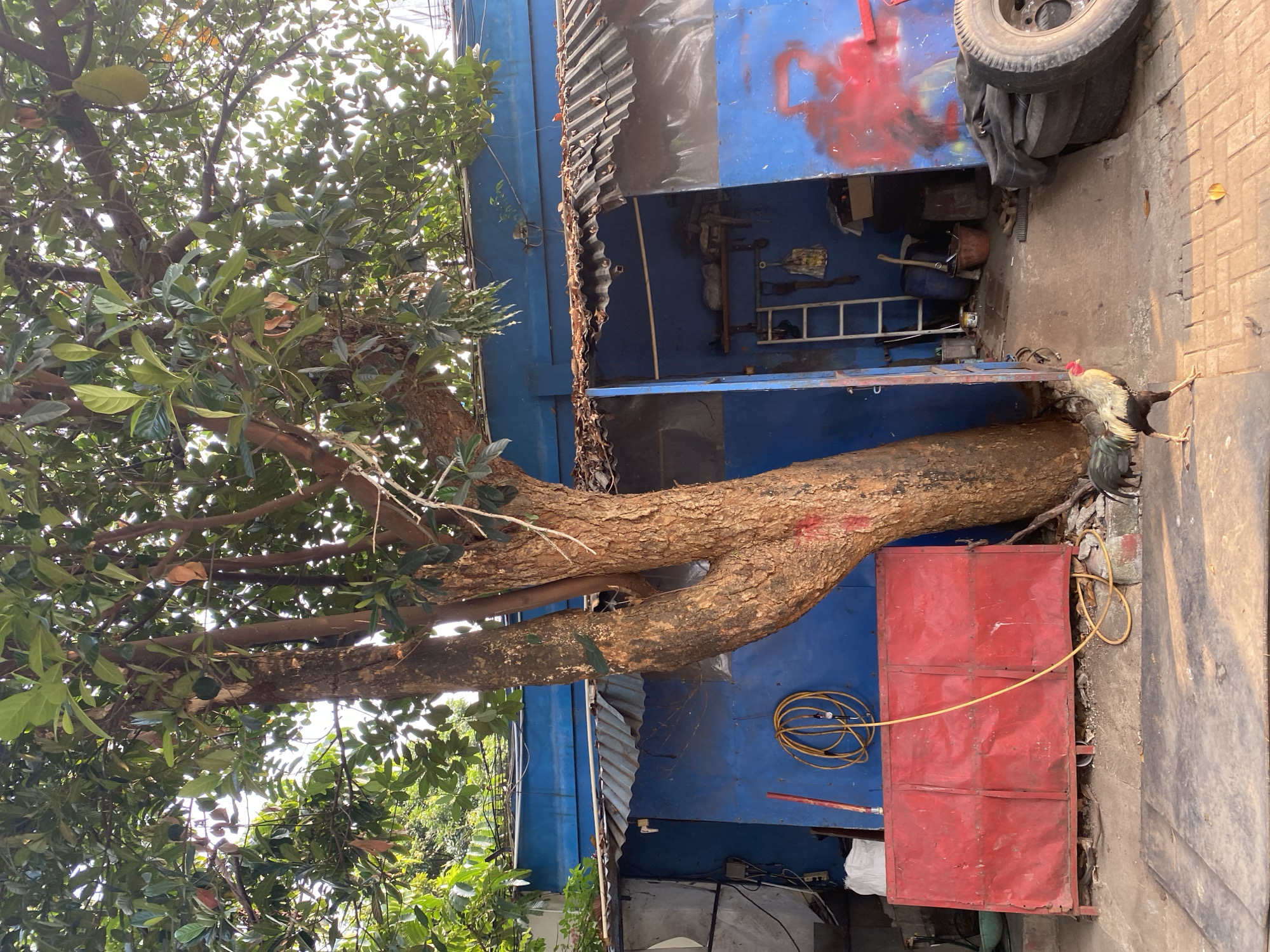 A rooster walks on a paved area in front of a weathered blue building in Tangerang, Indonesia. A large tree with green leaves and what appear to be jackfruits grows in front of the building. The building has a corrugated metal roof and a section of red metal paneling. Various objects are visible around the building, including a coiled yellow hose, tires, a ladder, buckets, and what appears to be a workshop or storage area inside. The ground is a mix of paved brick and dirt. The lighting suggests it is daytime, possibly late afternoon, with shadows cast on the ground.