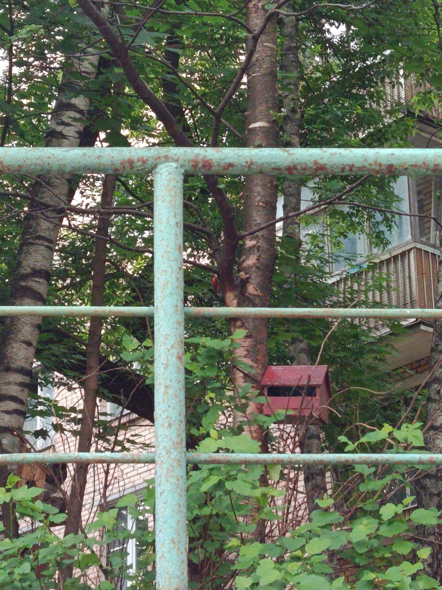 The image presents an outdoor scene in a residential area, likely in Moscow, Russia, characterized by a mix of natural elements and urban architecture. In the immediate foreground, a rusty metal fence, painted a faded light blue-green, horizontally traverses the frame, with a vertical post on the right.
Behind the fence, a dense collection of trees with green leaves fills the midground. A prominent birch tree with its distinctive white and black striped bark is visible on the left. Other trees with dark brown trunks are interspersed throughout the foliage. A small, red wooden birdhouse is affixed to one of the darker tree trunks on the right side of the image, positioned below a horizontal fence bar.
Through the trees, parts of a light-colored brick building are visible in the background. Details include windows and an enclosed balcony or porch featuring vertical slats on its lower section. The lighting is soft and diffused, indicating daytime, possibly early morning or late afternoon, without strong shadows. No people or animals are visible, and no specific event or activity is taking place. The overall impression is that of a calm, slightly overgrown, urban setting. There is no visible text in the image.
