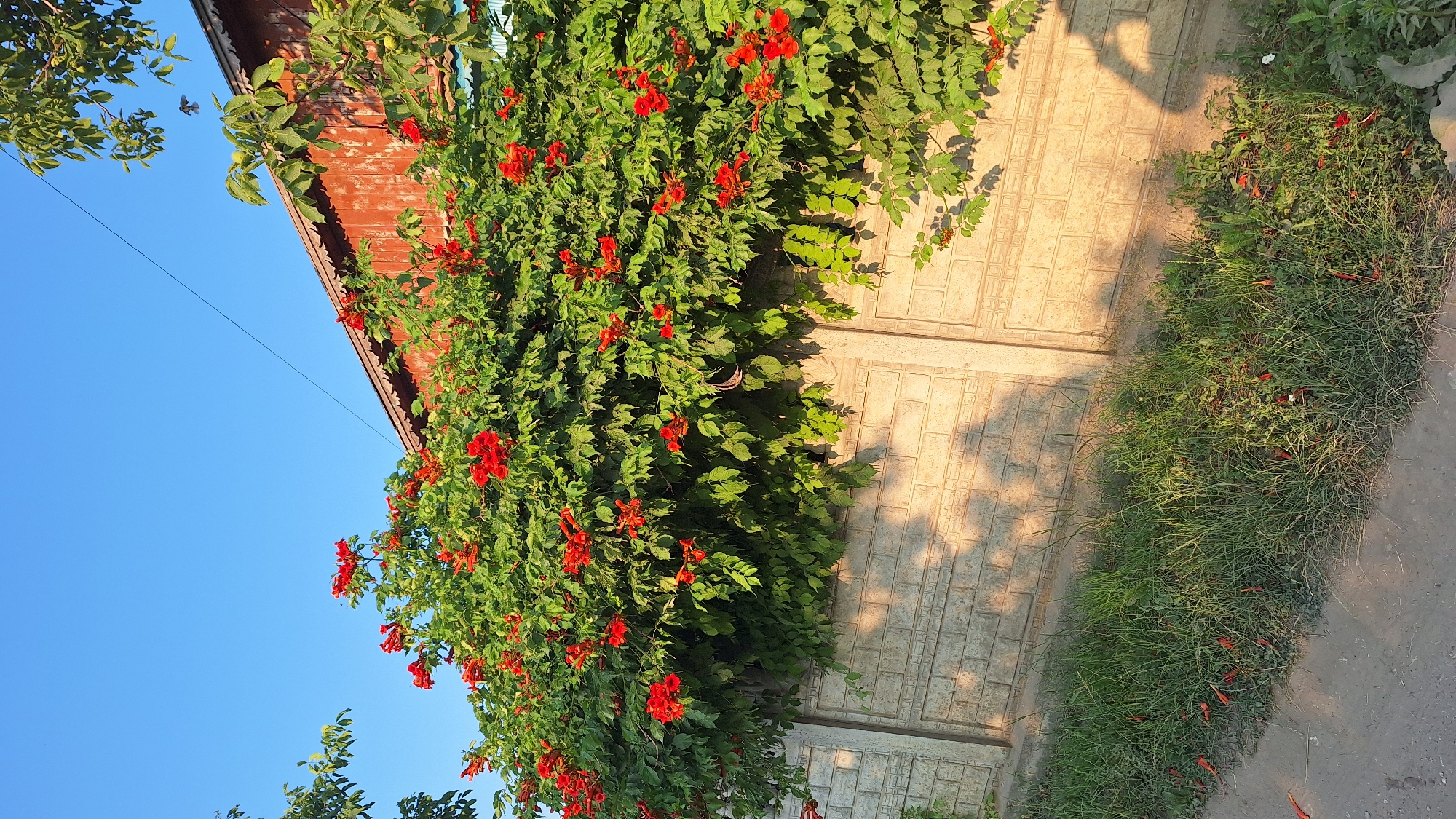 A vibrantly green vine, heavily laden with bright red trumpet-shaped flowers, cascades over a light-colored concrete wall in Sărata-Galbenă, Moldova. The wall, textured with a brick pattern, is bathed in the warm, golden light of the late afternoon sun, casting elongated shadows of the foliage and what appears to be two people onto its surface. The ground in front of the wall is covered in lush green grass, with scattered fallen red petals and leaves visible. Beyond the wall, the roofline of a rustic, reddish-brown wooden building is visible, with more green foliage peeking out from the right side of the frame. A clear, bright blue sky forms the backdrop. The scene is peaceful and idyllic, suggesting a warm, sunny day in a rural or semi-rural setting.