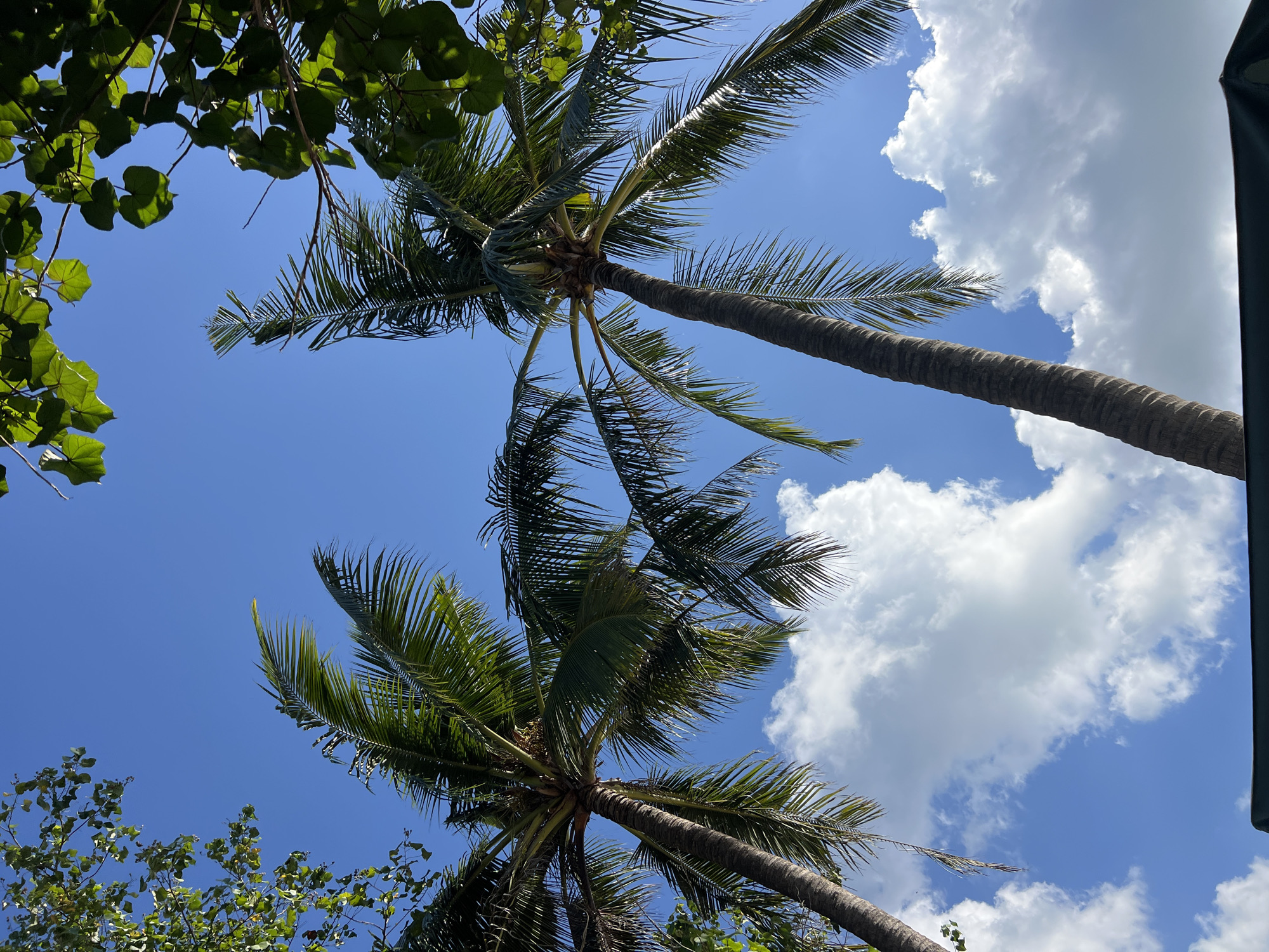 This low-angle shot captures the clear blue sky over Kuta, Indonesia, punctuated by fluffy white clouds. Two palm trees dominate the scene, their fronds fanning out against the sky. The trunk of the palm tree on the right is thick and textured, while the one on the left is thinner. Lush green foliage from other trees frames the top of the image, adding a natural border. A dark, possibly green, structure partially obscures the bottom of the frame, hinting at a shaded area or seating. The overall impression is a bright, tropical day.