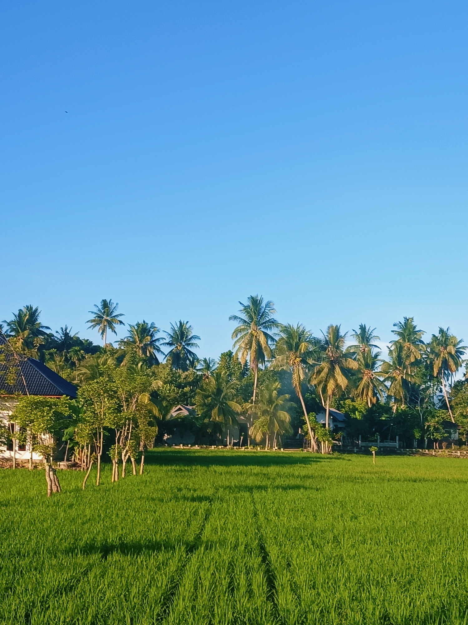 The image depicts a rural landscape, likely in Keude Trienggadeng, Indonesia, under a clear blue sky. In the foreground, a vibrant green rice paddy stretches across the frame, with subtle rows visible suggesting cultivation. To the left, a white building with a dark tiled roof is partially visible, surrounded by lush green trees. Beyond the building and trees, a dense line of palm trees forms the background, their fronds catching the sunlight. The scene is bathed in natural light, indicating it was likely taken during the daytime, possibly late afternoon or early morning given the quality of the light. A small dark speck, potentially a bird or insect, is visible in the upper left portion of the sky. No people are present in the frame. The environment is serene and natural, typical of a tropical agricultural setting.