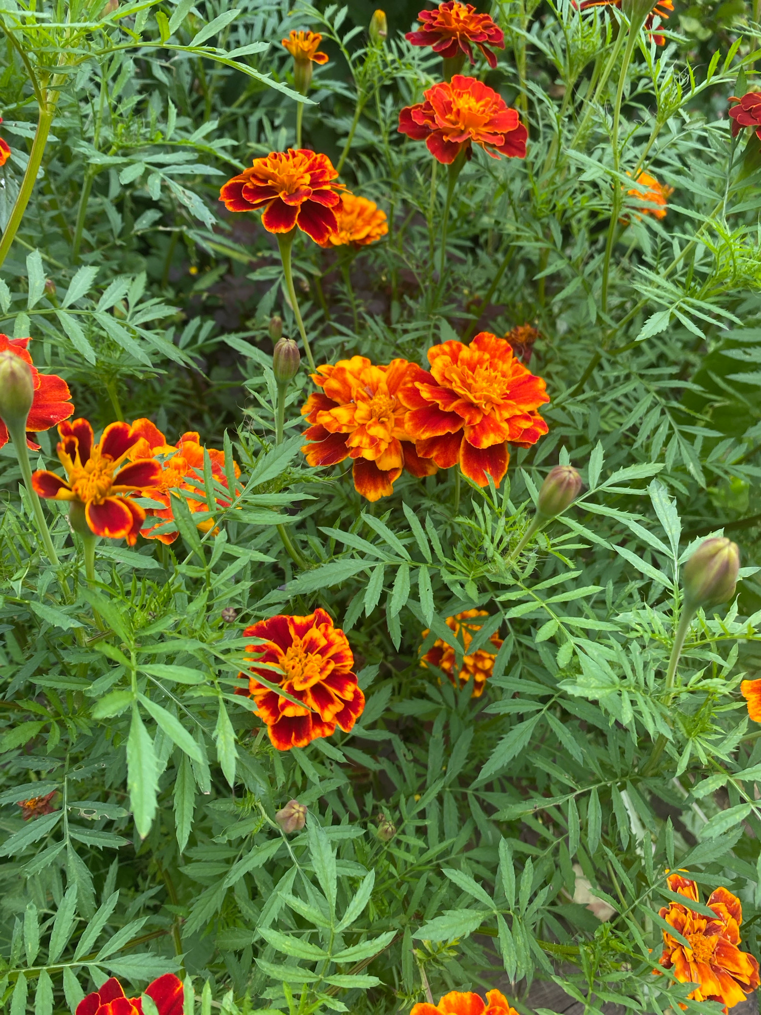 The image is a close-up, eye-level view of a patch of marigolds in a garden setting. The flowers are predominantly orange and red, with some petals exhibiting a gradient of both colors. Several marigold blooms are in full flower, while others are buds or partially opened. The foliage is a vibrant green, with feathery, serrated leaves characteristic of marigolds. The background is a soft blur of green and some darker areas, suggesting more plants or shadows. The overall impression is one of natural growth and floral beauty. The scene is likely located outdoors, possibly in a park, backyard, or flower bed within the Папярнянскі сельскі Савет region of Belarus. There are no people, animals, or man-made objects other than implied gardening context.