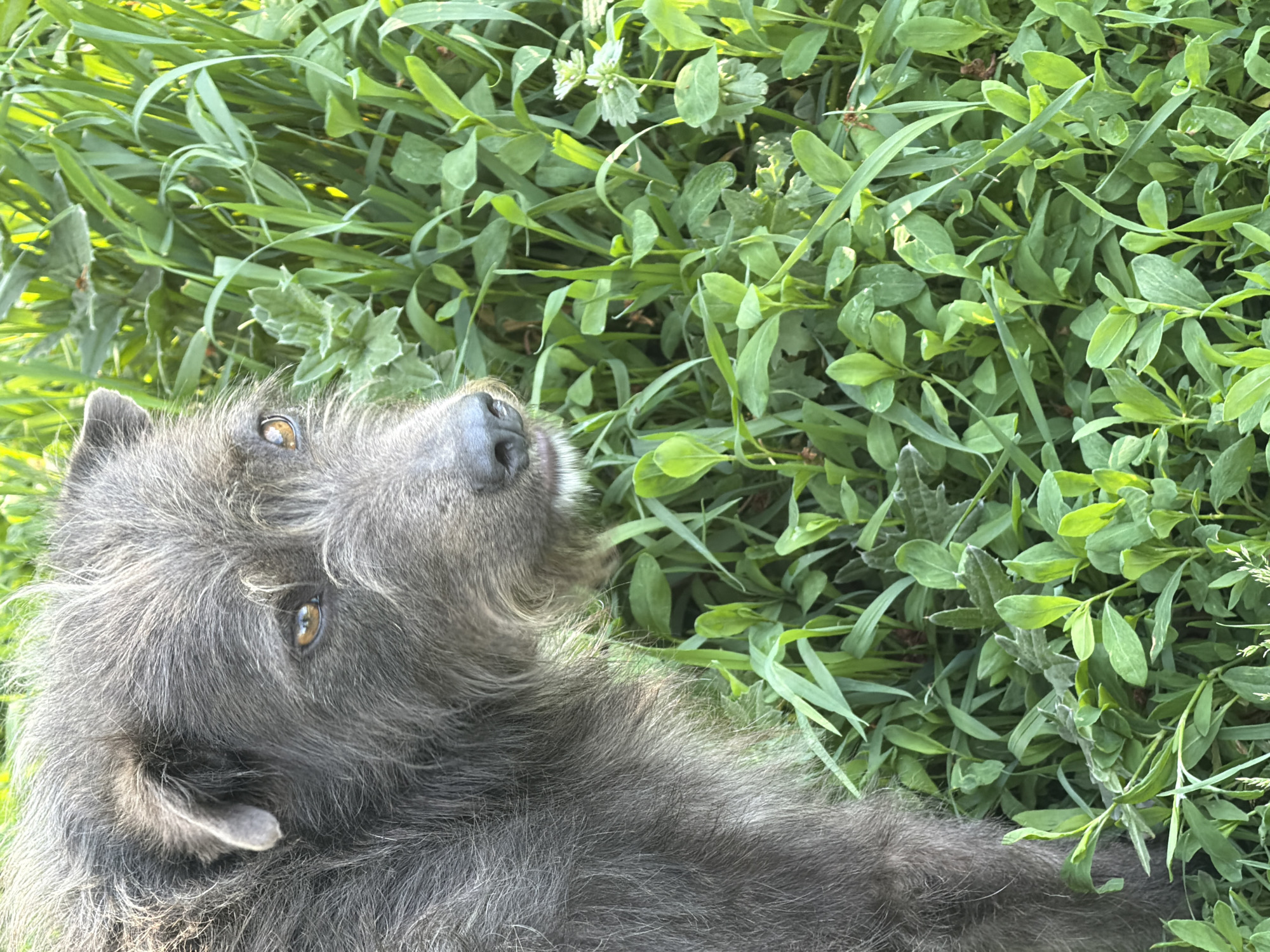 A gray, terrier-type dog with brown eyes lies in lush green grass. The dog is facing upward, looking towards something above the camera's view. The location of Leningradskaya, Russia, is not discernible from the image. No people or specific interactions are visible. The environment consists of grass and green foliage.