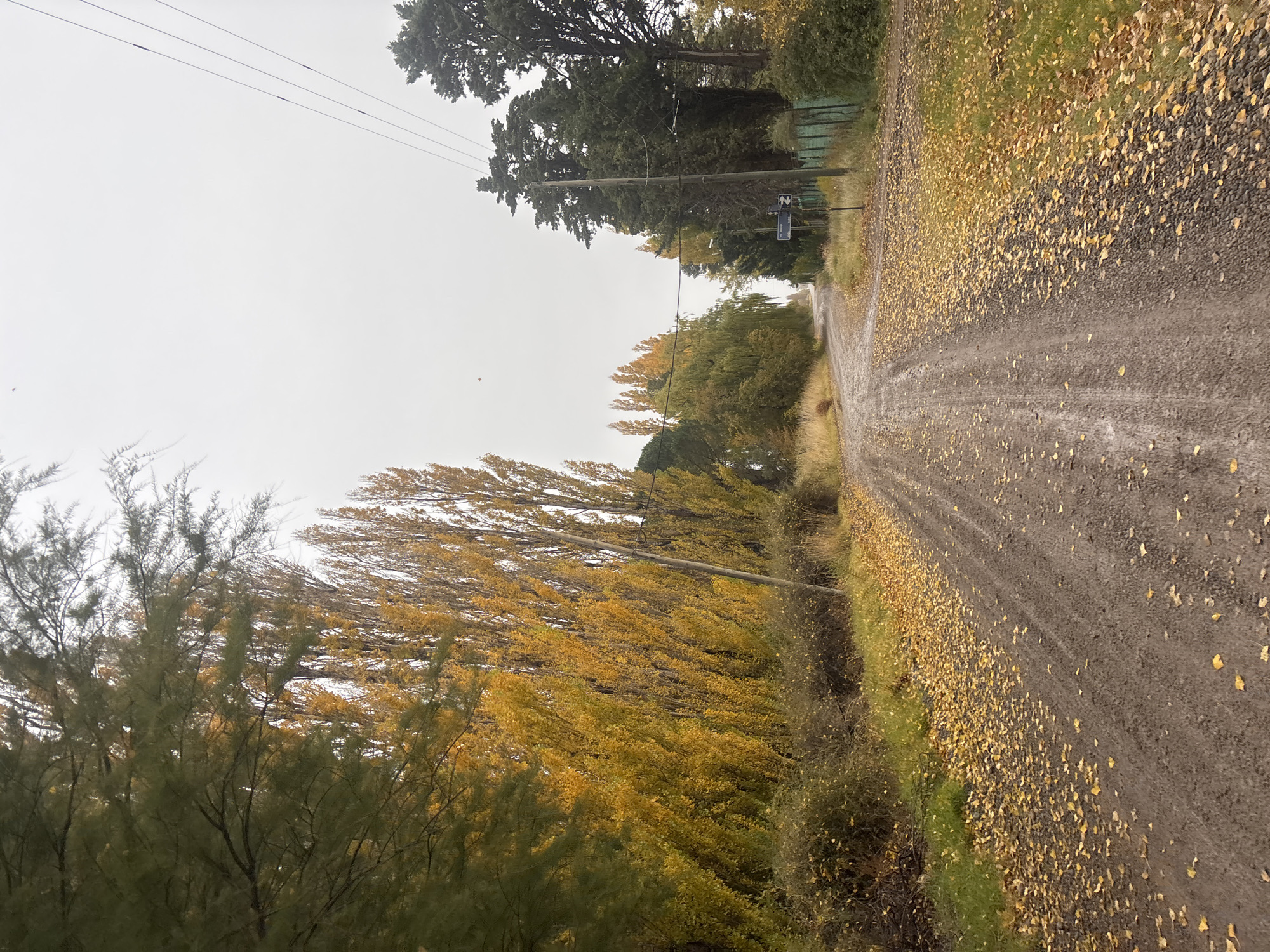 The image depicts a dirt road in what appears to be a rural or semi-rural area. The road surface is covered with fallen yellow leaves, suggesting it is autumn. Vegetation lines both sides of the road, including trees with yellow foliage on the left and taller, greener trees on the right. Power lines run along the roadside. In the distance, a road sign is visible. The sky is overcast, indicating cloudy weather. The specific location in Trelew, Argentina is not definitively discernible without further information.