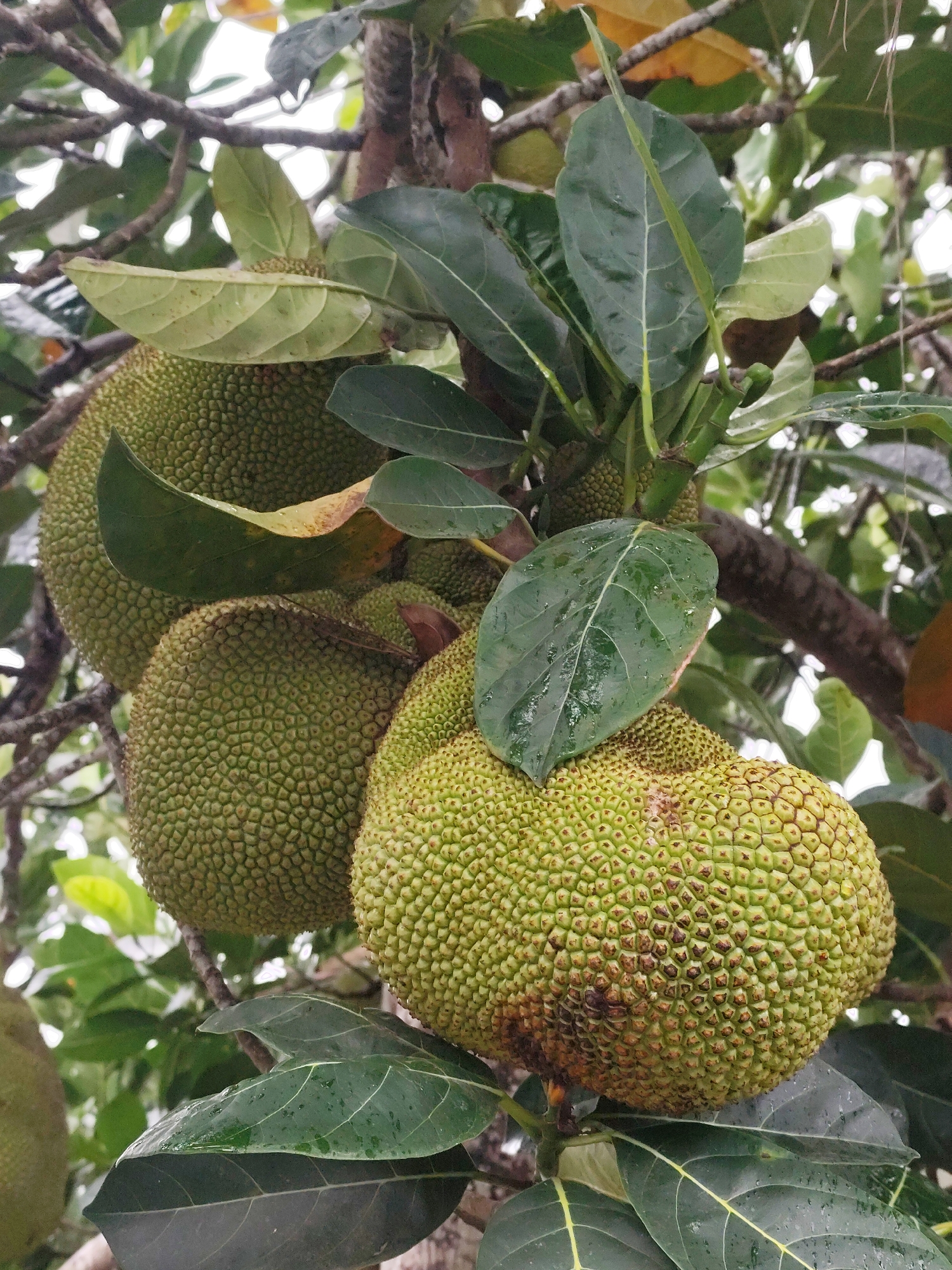 The image displays several large, green jackfruits hanging from a tree amidst lush foliage. The jackfruits are characterized by their bumpy, spiky exteriors, with some showing slight browning. The leaves are broad, green, and appear wet, suggesting recent rain. The overall scene is natural and agricultural, with the jackfruits growing on branches. The background is a blur of green leaves and branches, hinting at a dense canopy. The specific location of Lang Biang in Đà Lạt, Vietnam, is not explicitly depicted in the image, but the presence of jackfruit trees and lush vegetation is consistent with the region's tropical climate and agricultural landscape.