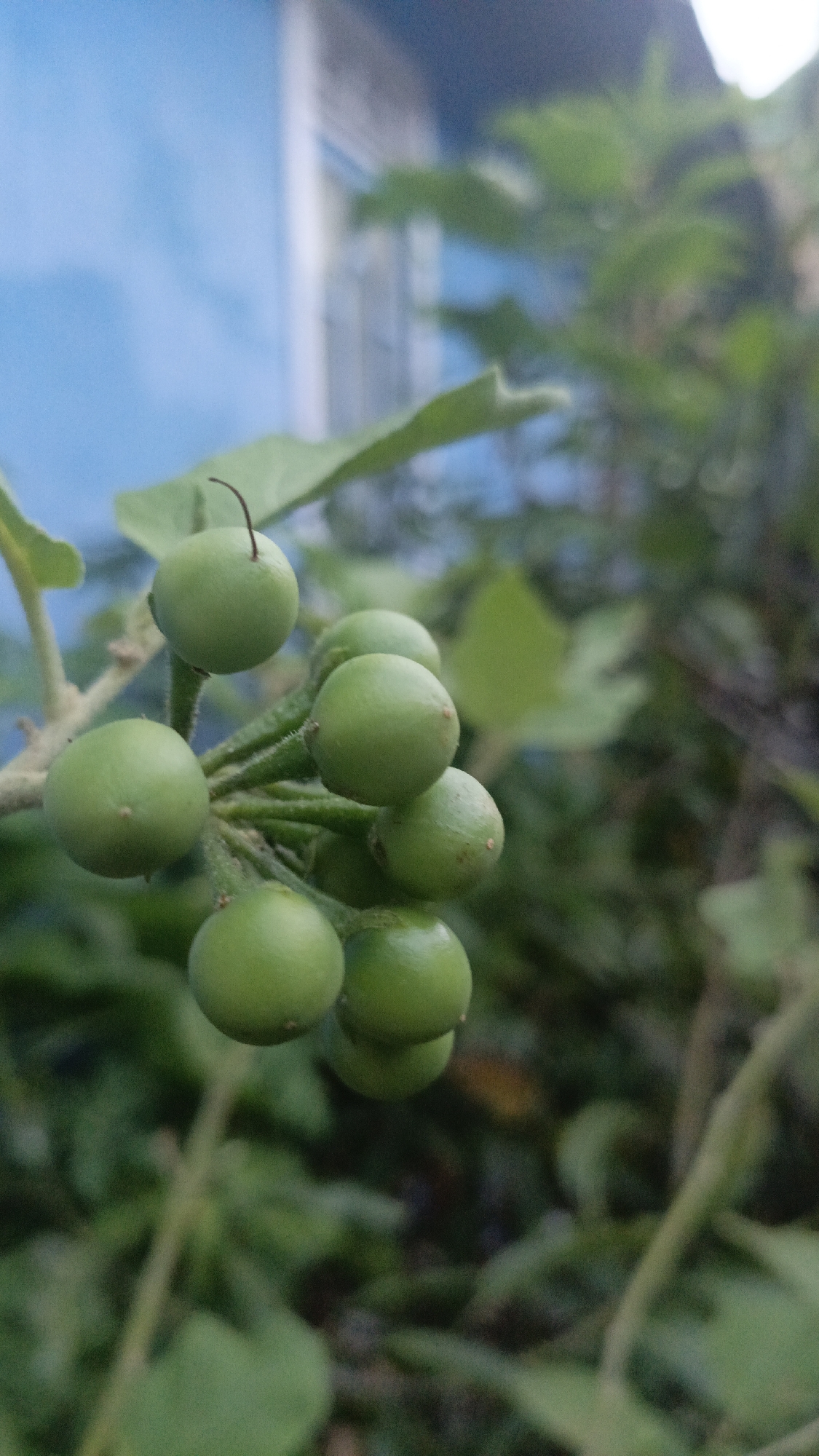 The image shows a close-up of a cluster of small, green, round fruits growing on a branch. The fruits are attached to a thicker stem by short stalks. Some of the fruits have tiny, dark specks on their surface. The background is a blur of green foliage and a light blue structure, possibly a wall or building. The lighting suggests it is daytime, with soft light illuminating the fruits. The image's focus is on the fruits, with the background out of focus, creating a shallow depth of field. No people or animals are visible. The image does not provide any information to place it in Gusunge, Indonesia.