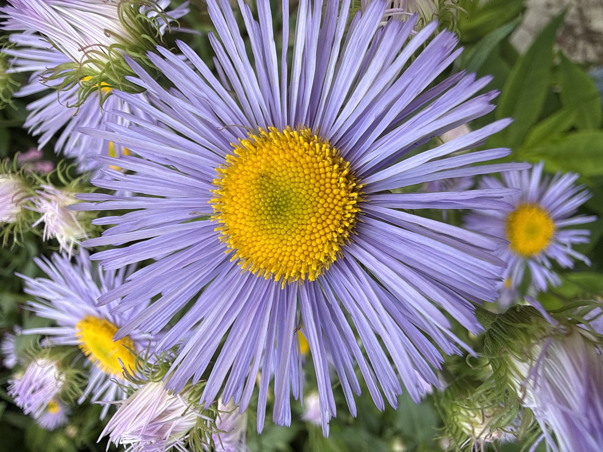 A close-up, vertical, eye-level shot captures a cluster of purple asters with yellow centers, likely in the village of Bolshoy Turysh, Russia. The foreground is dominated by a large, fully bloomed aster, its delicate purple petals radiating outwards from a vibrant yellow disc. Several smaller, unopened buds and partially bloomed asters are visible in the background and to the sides, some with lighter purple or white petals. The green foliage provides a soft contrast to the flowers, and the overall lighting suggests it is daytime, possibly overcast. No people or animals are present.