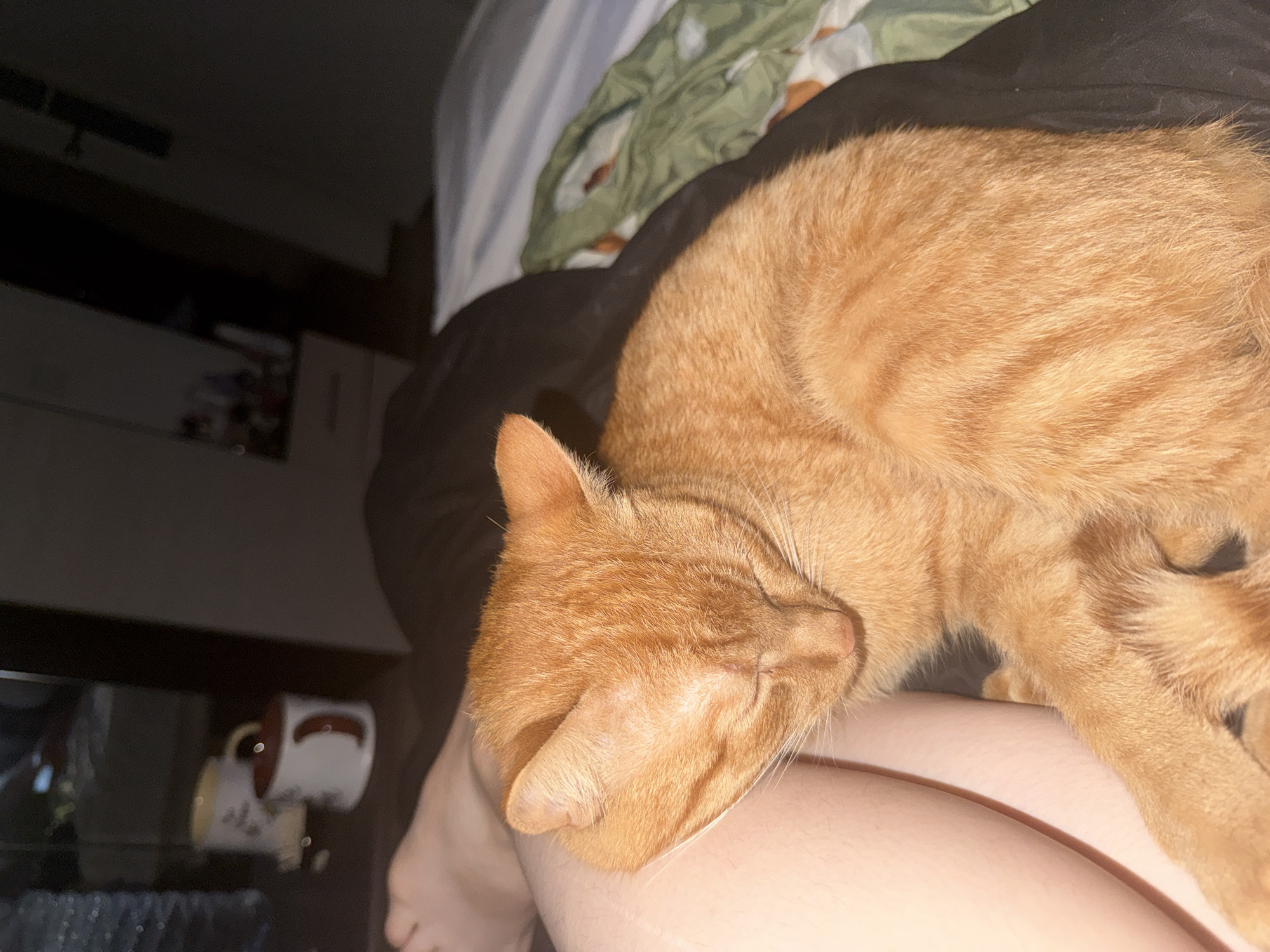 An orange tabby cat is curled up asleep on a person's lap in a bedroom. The cat's eyes are closed, and its head is resting on its paws. The person's legs are visible beneath the cat. In the background, a dresser with mugs and other items is visible. The scene appears to be in a domestic setting.