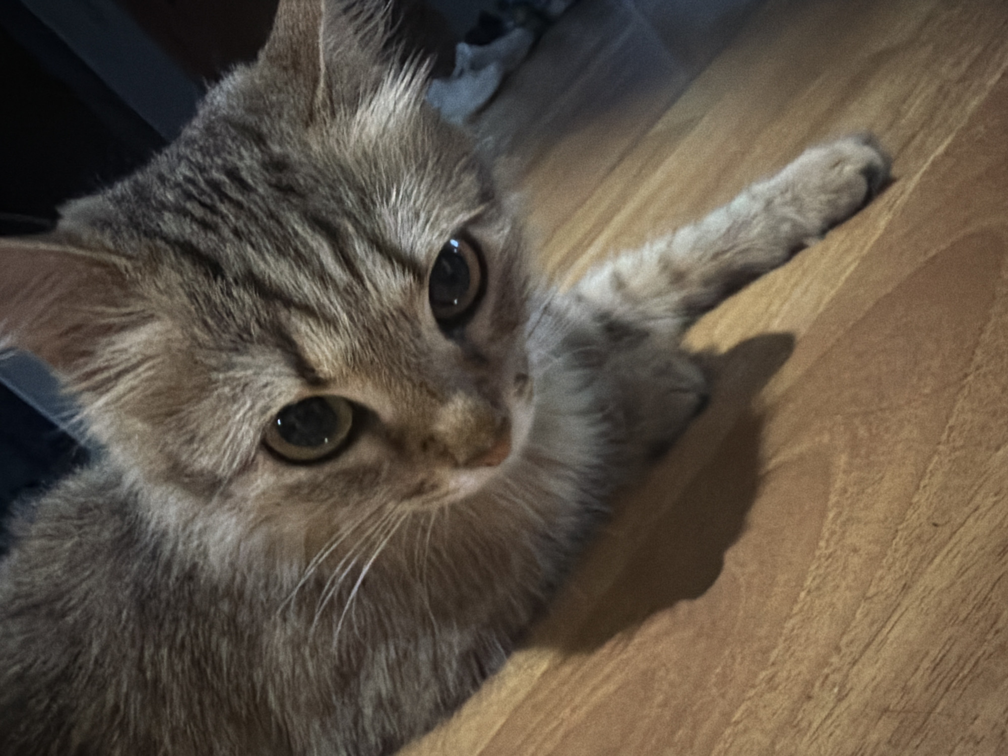 An indoor, eye-level, medium shot captures a tabby cat with large, expressive eyes, looking directly at the camera. The cat's fur is a mix of brown and gray tabby markings, with white whiskers extending from its muzzle. Its left paw is extended forward, resting on a wooden floor with visible grain patterns. The lighting is dim, casting a shadow from the cat on the floor. The background is dark and slightly blurred, with indistinct shapes suggesting furniture or interior elements. There are no people or other animals visible in the frame. The scene appears to be within a residential setting.