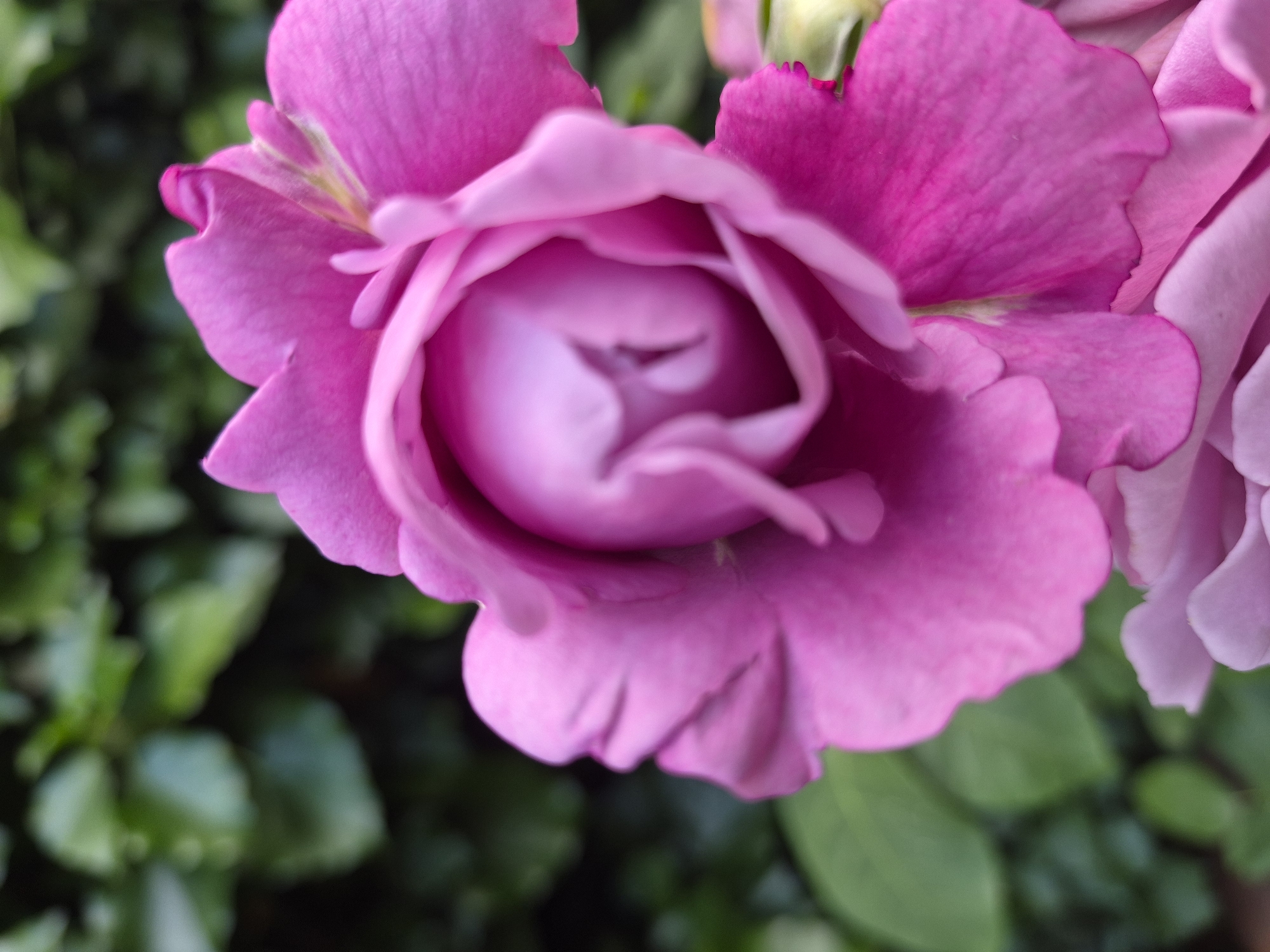 A macro photograph captures a vibrant pink rose in soft focus, set against a blurred background of lush green foliage. The rose's delicate petals unfurl, revealing a tightly swirled center with subtle variations in shade from deep fuchsia to a lighter pink. The lighting highlights the velvety texture of the petals and creates a gentle glow around the bloom. The shallow depth of field ensures the rose is the undeniable focal point, while the green background adds a natural, organic context.