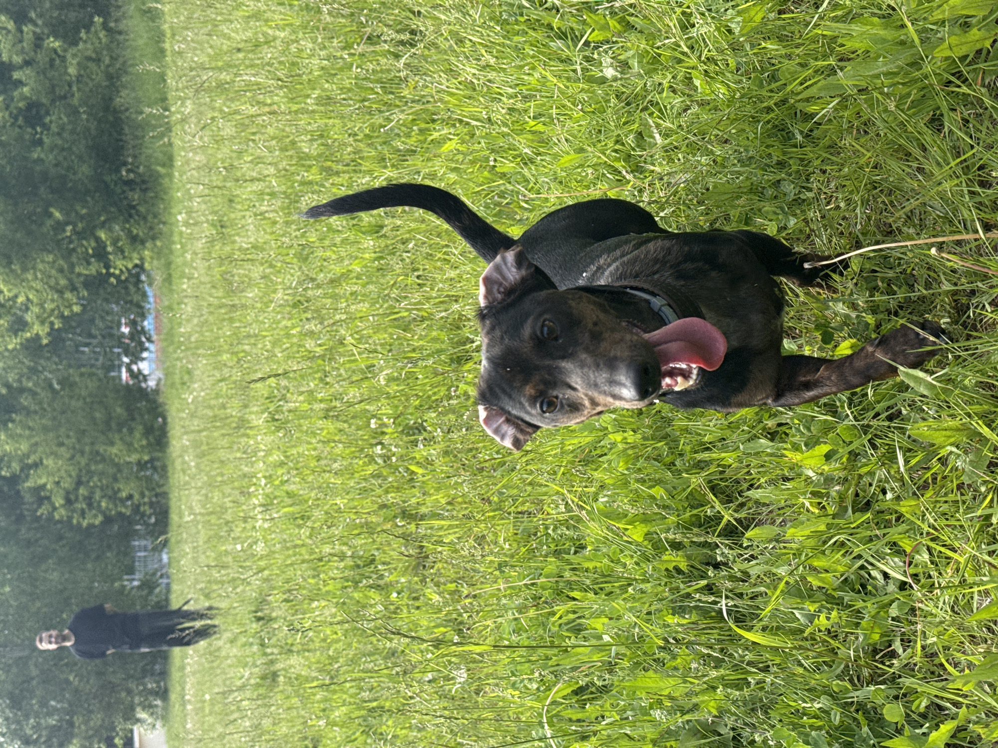 A dark-furred dog, possibly a brindle mix, is the central subject of the image, lying on its belly in tall, vibrant green grass. The dog is looking directly at the viewer with its mouth open and tongue extended, conveying a sense of happiness or excitement, possibly panting after activity. Its ears are flopped back, and it wears a light-colored collar around its neck.
The setting is an expansive outdoor area, likely a park or open field in Chaikovsky, Russia. The grass is abundant and appears somewhat wild in places, indicative of a natural, untamed environment. In the background on the left side of the frame, there is a dense stand of green trees, suggesting the edge of a wooded area or a treeline in a park. Further back and to the left, a person is visible standing in the grass, dressed in dark clothing, though their features are indistinct due to distance.
The lighting suggests a bright, sunny day, likely late morning or afternoon, with clear weather conditions. The overall mood is cheerful and relaxed, capturing a moment of leisure for the dog in a natural, sunlit environment. No visible text is present in the image.