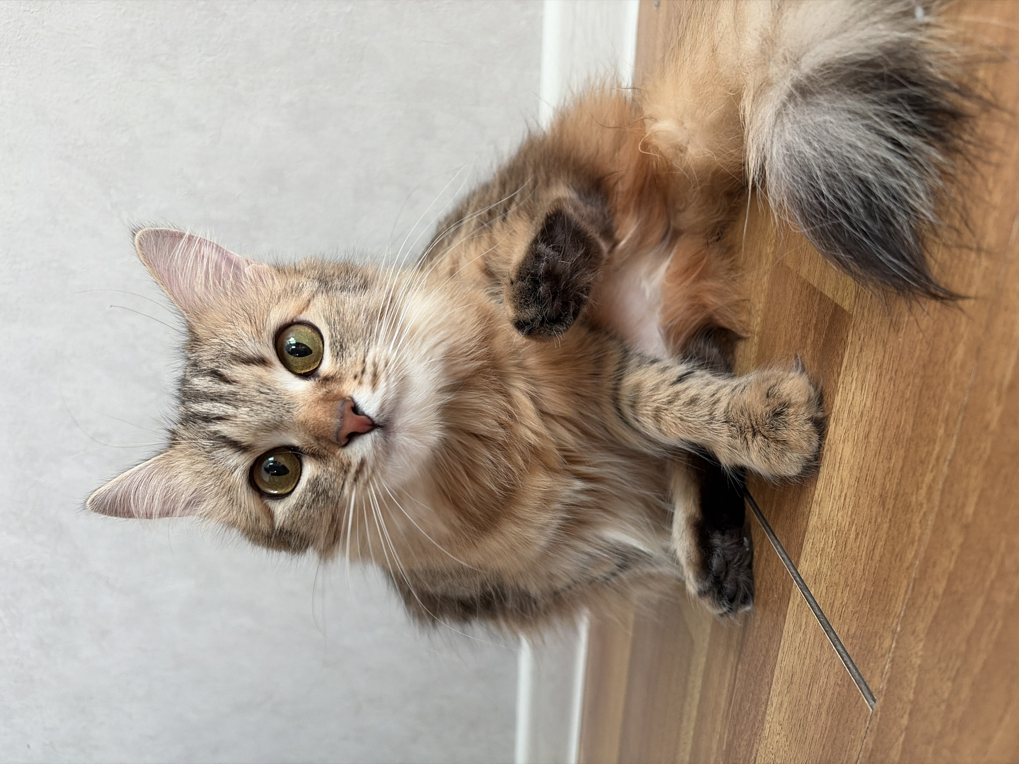A medium-sized, long-haired cat with brown and tan fur is lying on its back on a wooden floor. The cat's head is facing the viewer, and its eyes are wide open. Its front paws are raised and curled, with black paw pads visible. The background consists of a plain, light-colored wall. A thin, dark line, possibly a part of the flooring, is visible near the cat's paws. The image suggests the cat is in a domestic indoor environment. No people are visible. The location is not evident from the image alone, and the claim of being in Chaikovsky, Russia, cannot be substantiated without further information.