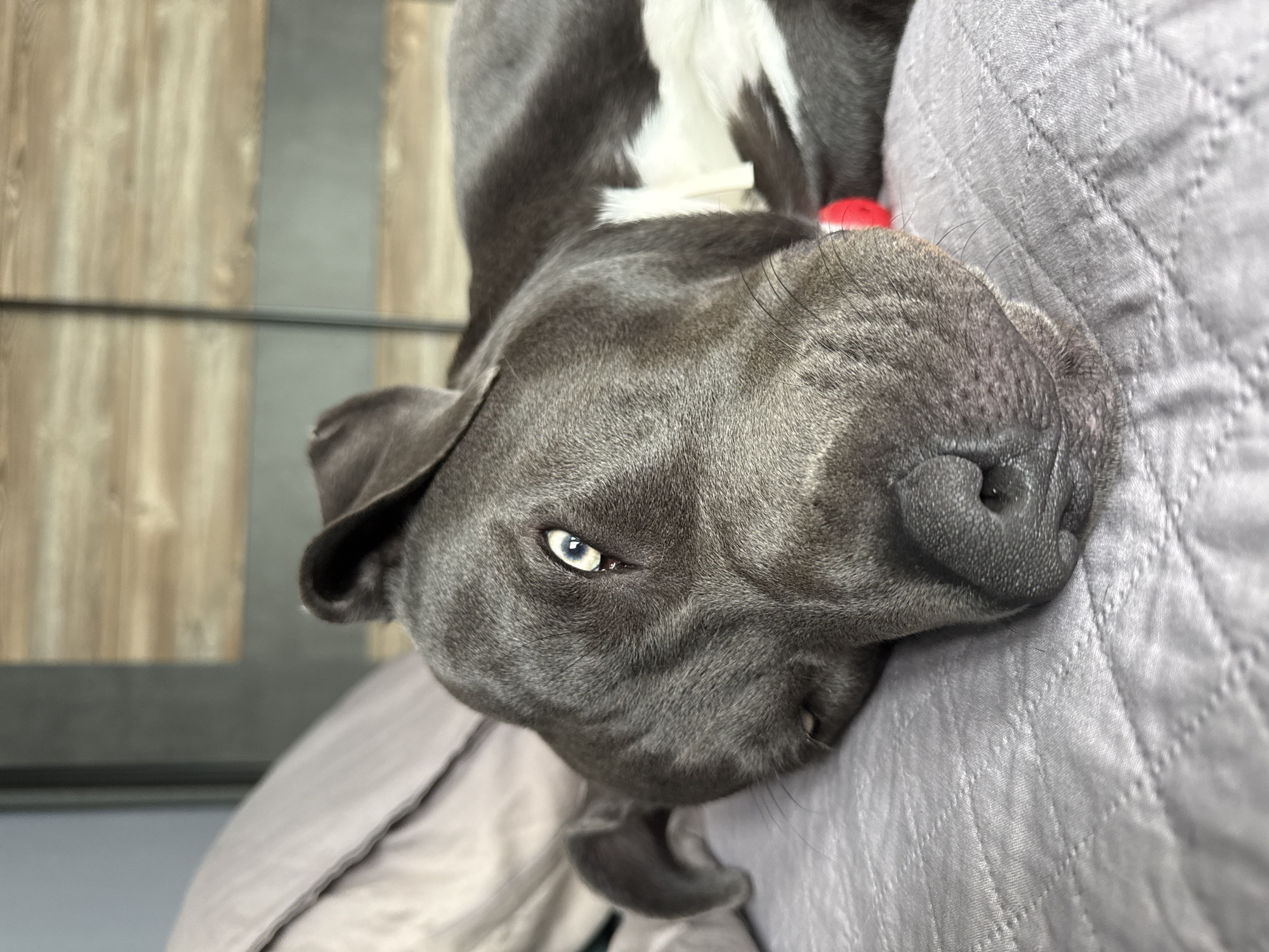 The image shows a close-up, low-angle shot of a grey dog lying on a grey, quilted bedspread. The dog's head is resting on its side, with its left eye partially open, revealing a light blue iris with a dark pupil. The dog has floppy ears and dark whiskers. A small portion of a red collar is visible around its neck. The background consists of a grey pillow and a wooden-paneled wall, suggesting an indoor setting, likely a bedroom. There is no identifiable information about the specific location in Varna, Bulgaria. The scene is static, with the dog appearing to be resting or sleeping.