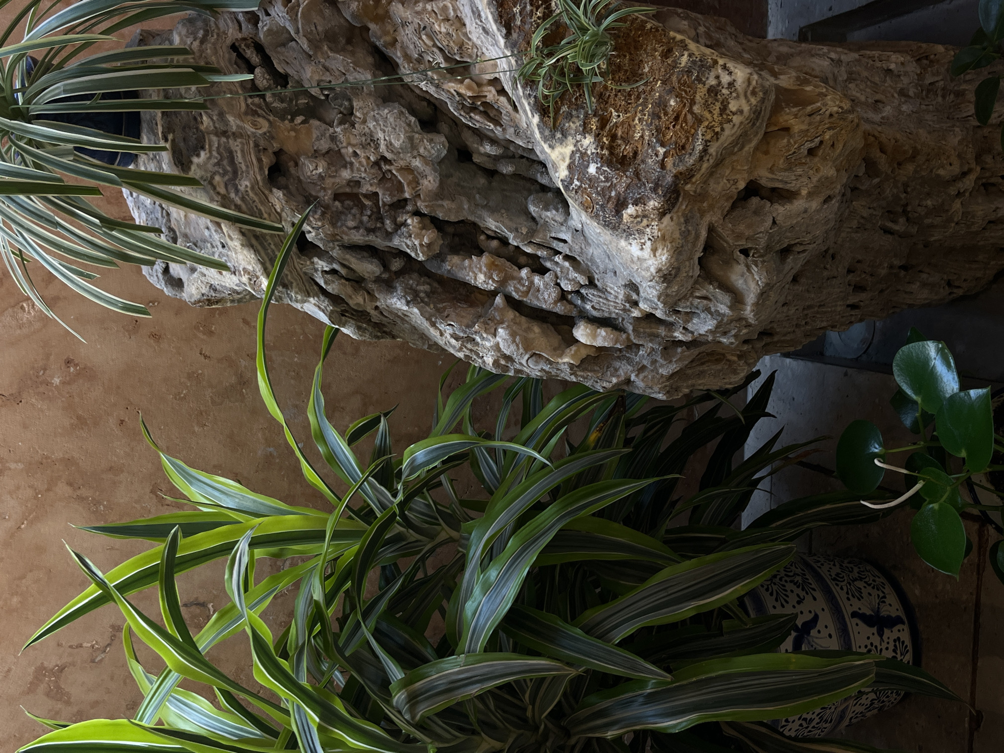 In a corner of what appears to be an interior courtyard in San Bernardino Tlaxcalancingo, Mexico, a large, rough-hewn rock formation stands as a central element. The rock has a porous, layered texture with variations in color, ranging from light tan to darker brown and white striations, suggesting a natural, weathered appearance. Growing from the top of this rock is a spider plant, its long, thin, variegated leaves cascading downwards. To the left of the rock, a potted plant with long, strap-like green and white striped leaves is situated in a blue and white patterned ceramic pot. The leaves of this plant are lush and arching, creating a dense foliage. In the foreground, at the base of the rock, smaller green plants with rounded leaves are visible. The background is a textured, muted orange-brown wall, possibly stucco or painted concrete, which provides a warm and earthy backdrop to the scene. The lighting suggests an indoor or shaded outdoor environment, with soft shadows playing on the rock and plants.