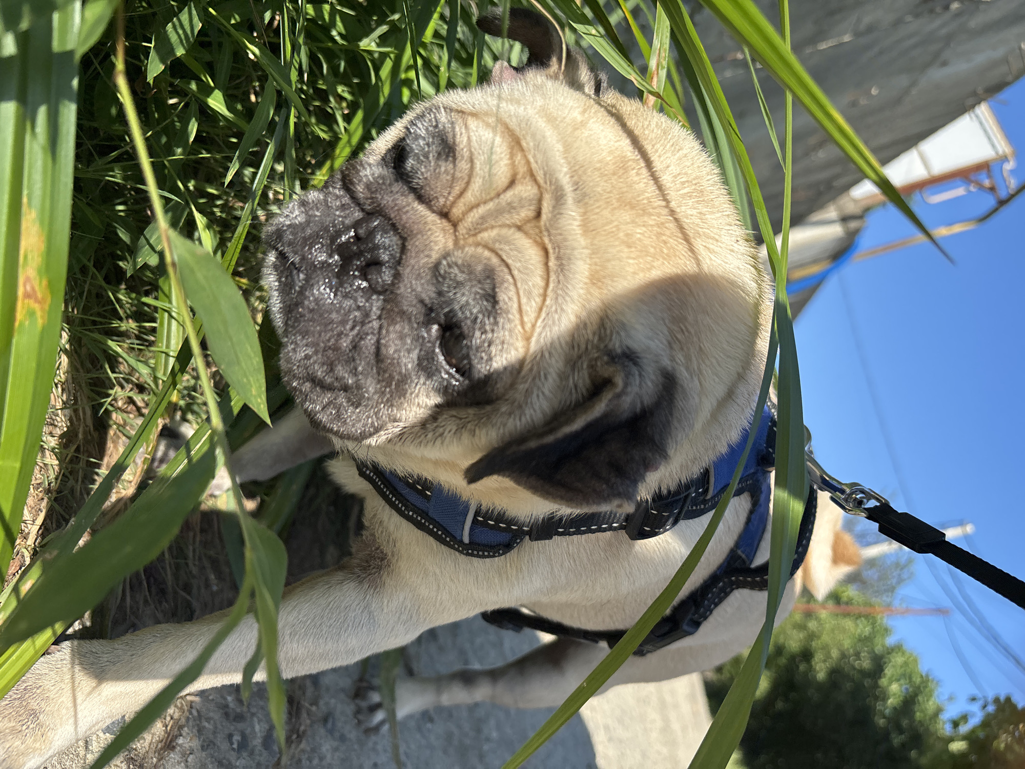 A fawn-colored pug wearing a blue and black harness and leash is sniffing at the base of tall green grass on a paved walkway. The pug's face is close to the ground, with its nose to the left and its eyes partially closed. The background shows a clear blue sky, a concrete wall, some trees, and another dog, possibly another pug, in the distance. The scene appears to be an outdoor setting in a city, potentially a park or a residential area in Sochi, Russia, given the bright sunlight and vegetation.