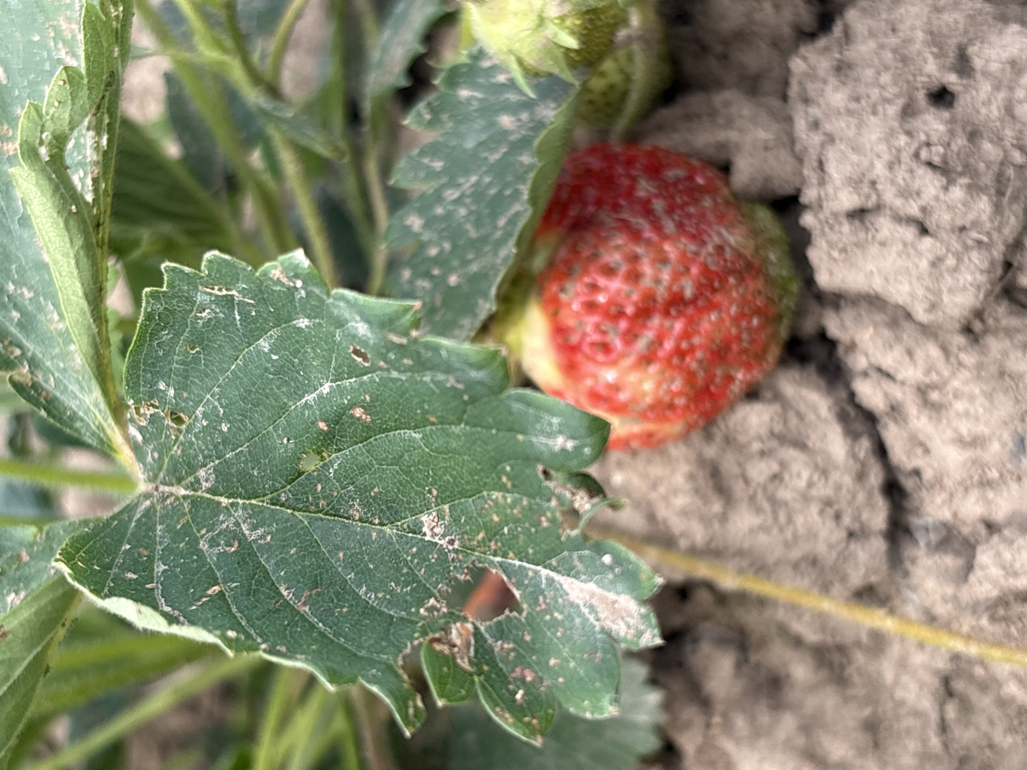 The image shows a close-up of a strawberry plant growing in dry, cracked soil, likely in an outdoor garden. A ripe red strawberry is visible, partially obscured by green leaves. Some of the leaves show signs of damage, with holes and brown spots. The ground is composed of dry, clumpy soil. The overall setting suggests an agricultural or garden environment. The location is identified as Kumyonys, Russia. There are no people or animals visible in the image.