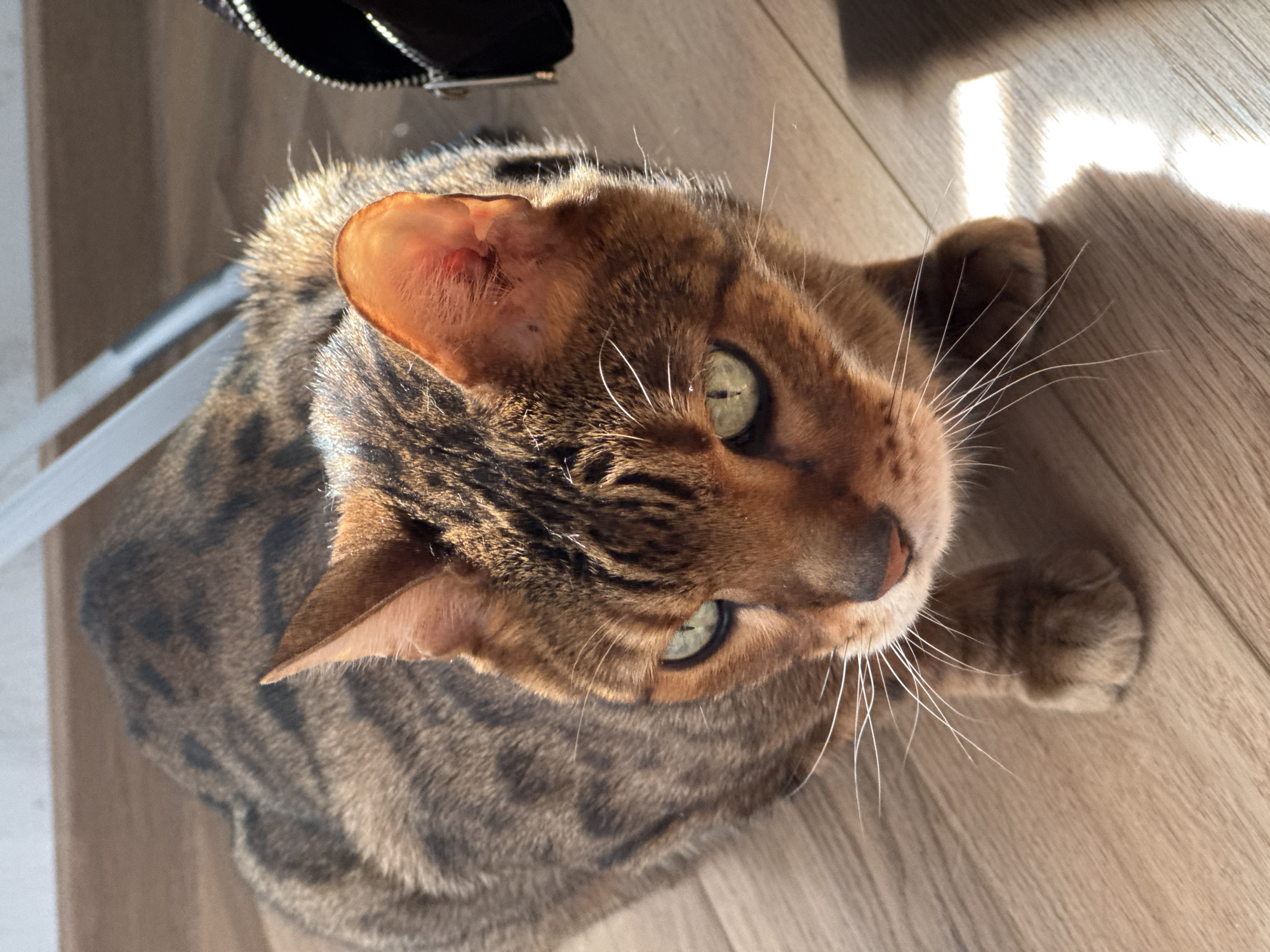 A Bengal cat is lying on a wooden floor. The cat has a brown, spotted coat and green eyes. The cat is looking up at the camera. Part of a black purse is in the upper left corner of the image. Sunlight is streaming in from the right side of the image, creating a bright spot on the floor.