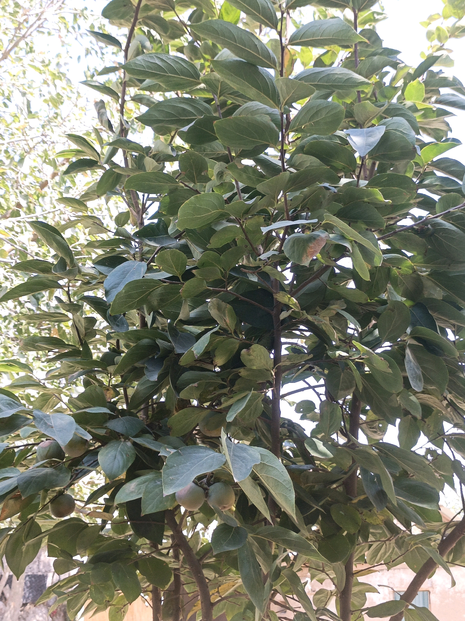 A low-angle, medium shot captures a close-up view of a persimmon tree, laden with developing fruit and abundant green foliage. The branches are dark brown and branch out, supporting numerous oval-shaped leaves with visible veins. Small, round, light-green persimmons are scattered throughout the branches. In the background, the bright sky is visible through the leaves, and hints of buildings with muted orange and grey tones suggest an urban setting. The overall scene is one of natural abundance within a city environment.