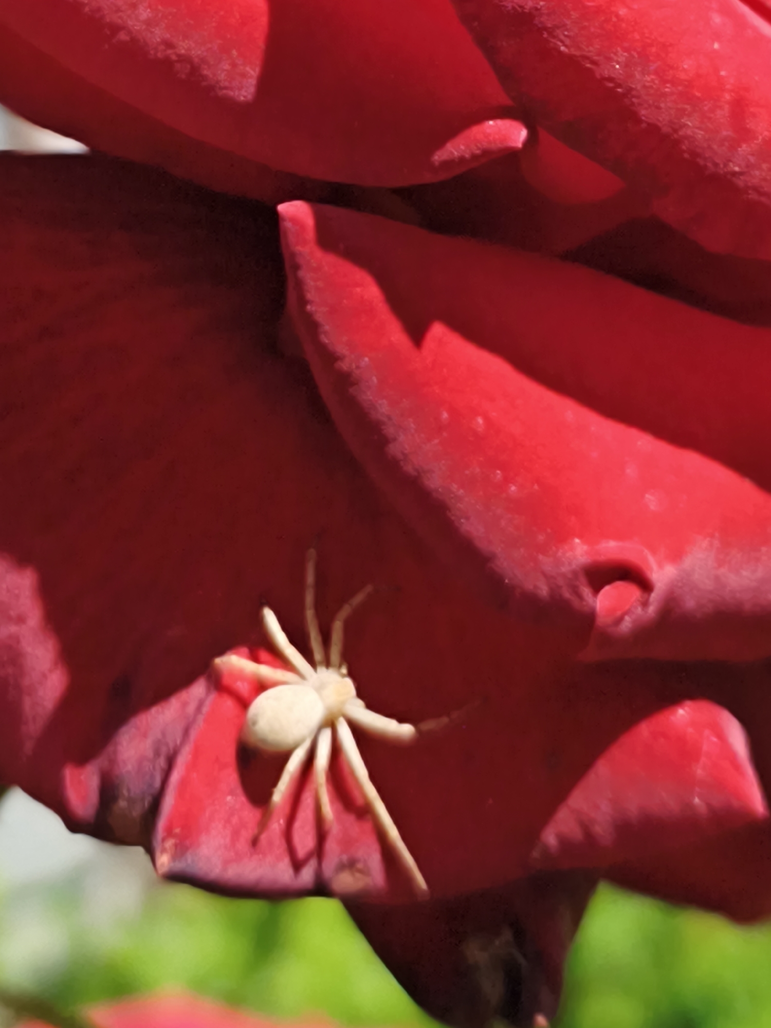 A close-up photograph displays a vibrant red flower, likely a rose, in Терновский округ, Ukraine. Multiple deep red petals, exhibiting subtle texture and varying shades due to direct sunlight, dominate the frame. Highlights appear on the upper curves and edges of the petals, while deeper shadows define the crevices and overlaps. A small, pale cream-colored spider, approximately 1.5 cm in length, is positioned on one of the lower-middle petals. Its eight slender legs are splayed outwards, with its pale, ovate abdomen and cephalothorax clearly visible. The spider appears motionless, contrasting sharply against the rich red surface of the petal. The background is a highly blurred expanse of green, suggesting distant foliage or grass in a natural outdoor environment. No other subjects or specific actions are discernible within the frame.