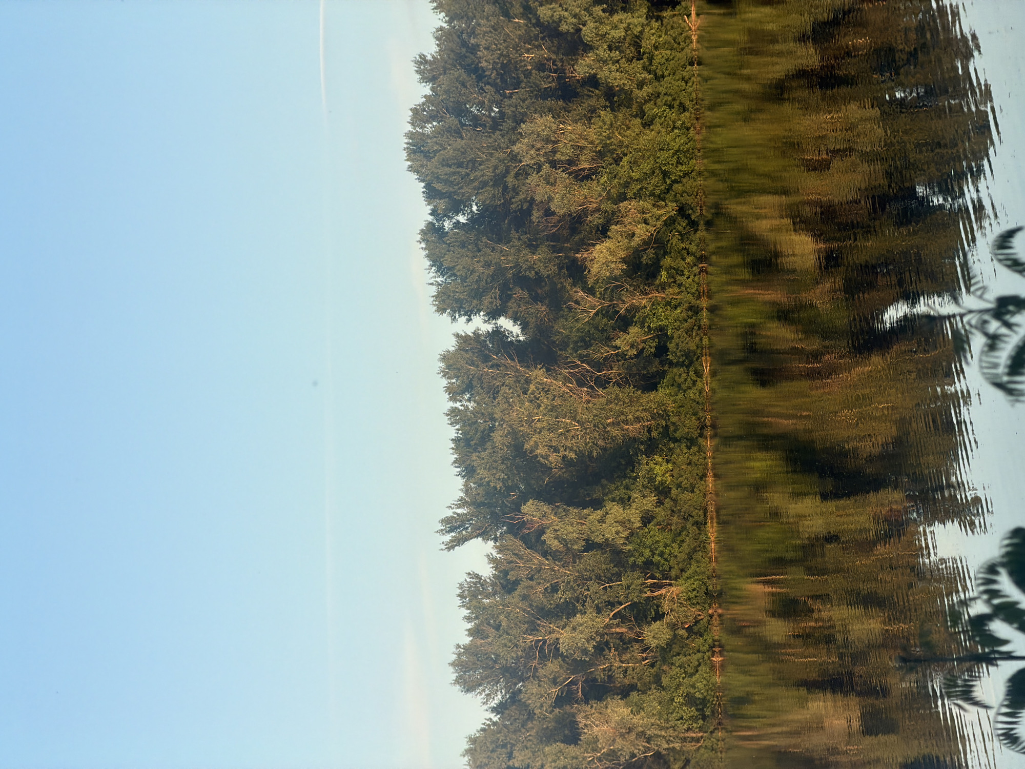 The image depicts a tranquil natural scene along the bank of the Dnipro River in Obukhivka, Ukraine. The upper portion of the image is dominated by a clear, pale blue sky with a subtle, thin cloud streak. Below the sky, a dense line of lush green trees forms a thick forest that stretches horizontally across the frame. The trees are a mix of deciduous varieties, with varying shades of green and some lighter, almost yellow-green foliage evident. Sunlight filters through the canopy, creating dappled light and shadow effects.
The lower half of the image is a mirror reflection of the trees and the sky on the surface of the river. The water is calm, with subtle ripples that distort the reflection into abstract patterns of color and shape. The reflection of the trees is darker and more muted than the actual foliage, with shades of deep green, brown, and gold. In the foreground of the water, the silhouettes of palm-like leaves are visible, adding a delicate detail to the composition. The overall impression is one of peaceful serenity and natural beauty, typical of a riverside landscape in a temperate climate. There are no people or man-made structures visible in the image.