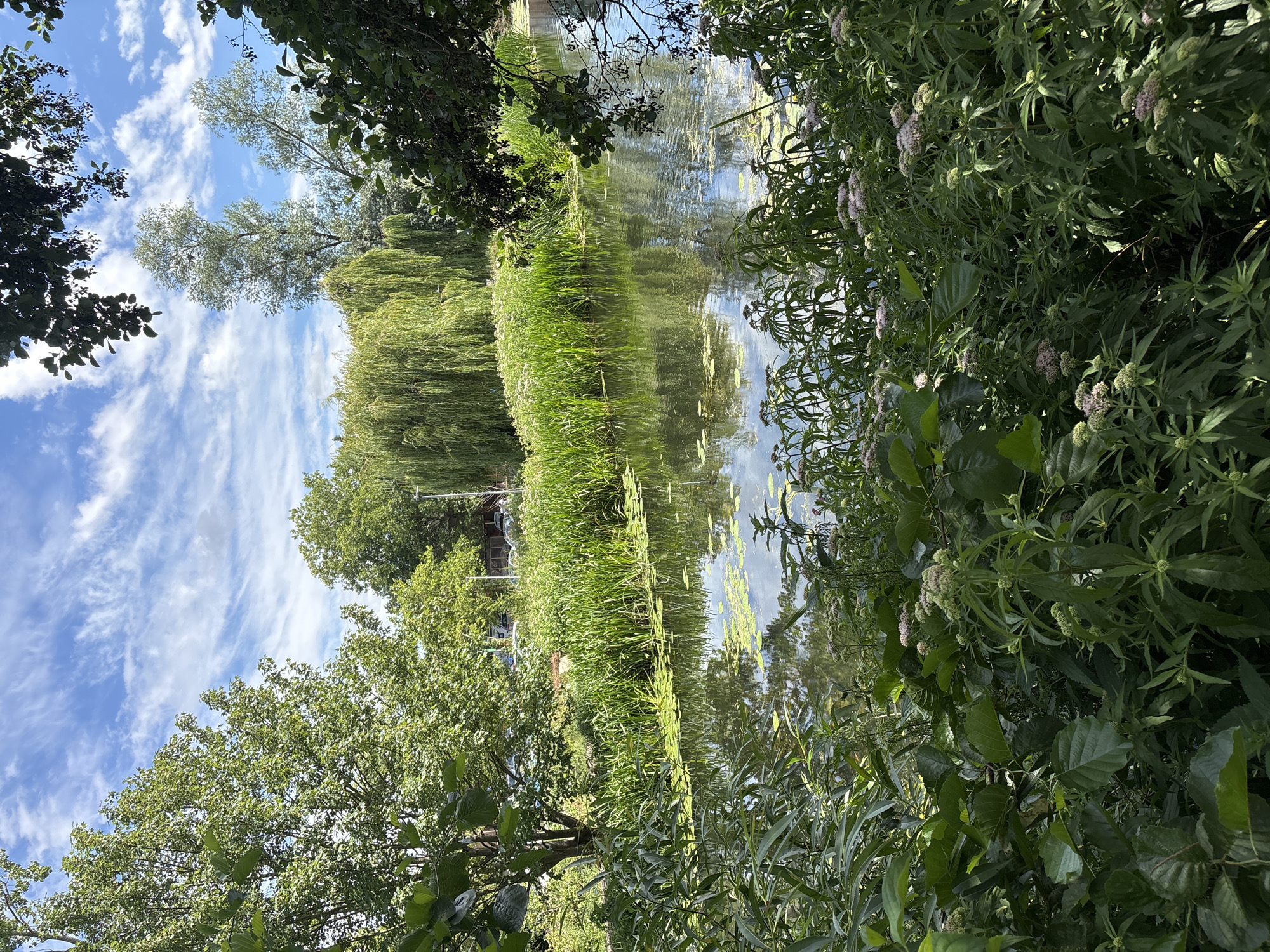 This is a photograph of a natural landscape with a body of water. The foreground is filled with dense green foliage, including bushes and tall plants with small clusters of light pink flowers. The middle ground features a tranquil canal or river, with lily pads floating on its surface and the reflections of trees and clouds in the water. The background consists of a variety of trees, including a prominent weeping willow with its characteristic drooping branches, and taller trees with green leaves. The sky above is a bright blue with wispy white clouds. There are no people or man-made structures immediately visible in the scene. The overall impression is one of a peaceful, natural environment.