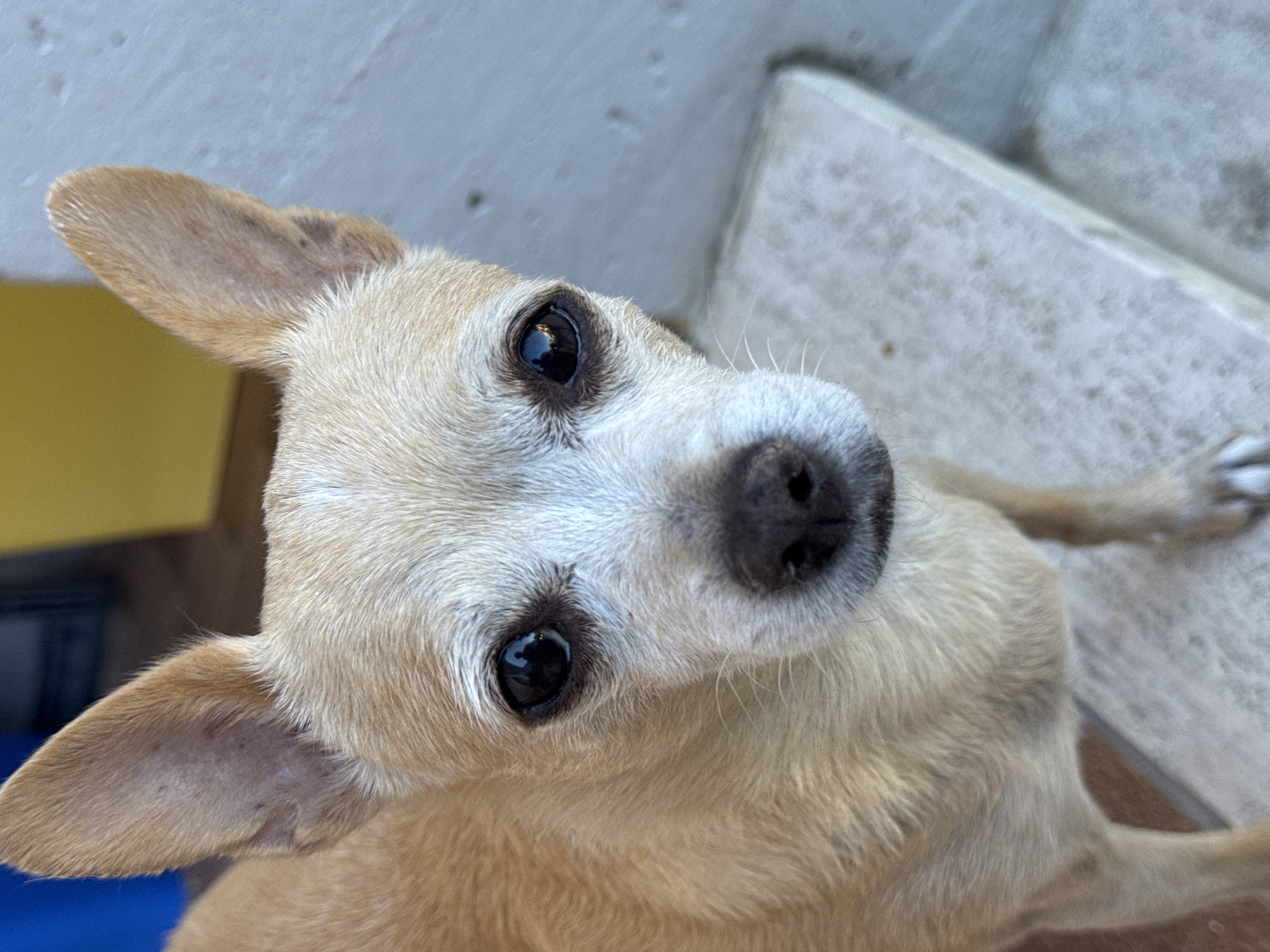 This is a close-up, high-angle, eye-level shot of a tan Chihuahua dog. The dog is looking directly at the camera with a curious expression. Its ears are perked up, and its dark eyes are wide open. The dog's snout is short and pointed, with a black nose and white whiskers. The fur is short and tan, with some lighter fur around the muzzle and eyes.
The background is out of focus, but appears to be an outdoor setting with a light-colored textured surface, possibly concrete or stone steps, and a yellow object in the upper left corner. The lighting suggests it is daytime, with natural light illuminating the dog's face. The overall mood is informal and candid, capturing a moment of playful interaction with the camera. The dog's posture, with its head tilted, adds to its engaging demeanor. No text is visible in the image. The location context is San Benedetto del Tronto, Italy, but this is not visually evident from the image itself.